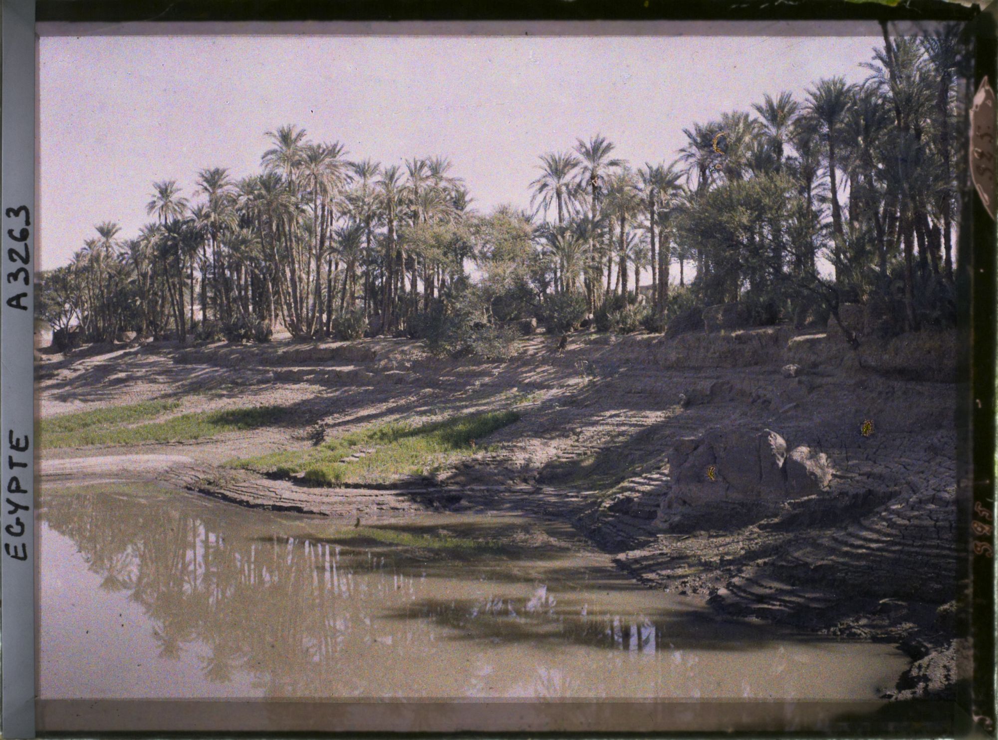 Image représentant Palmeraie au bord du Nil sur l'île d'Eléphantine