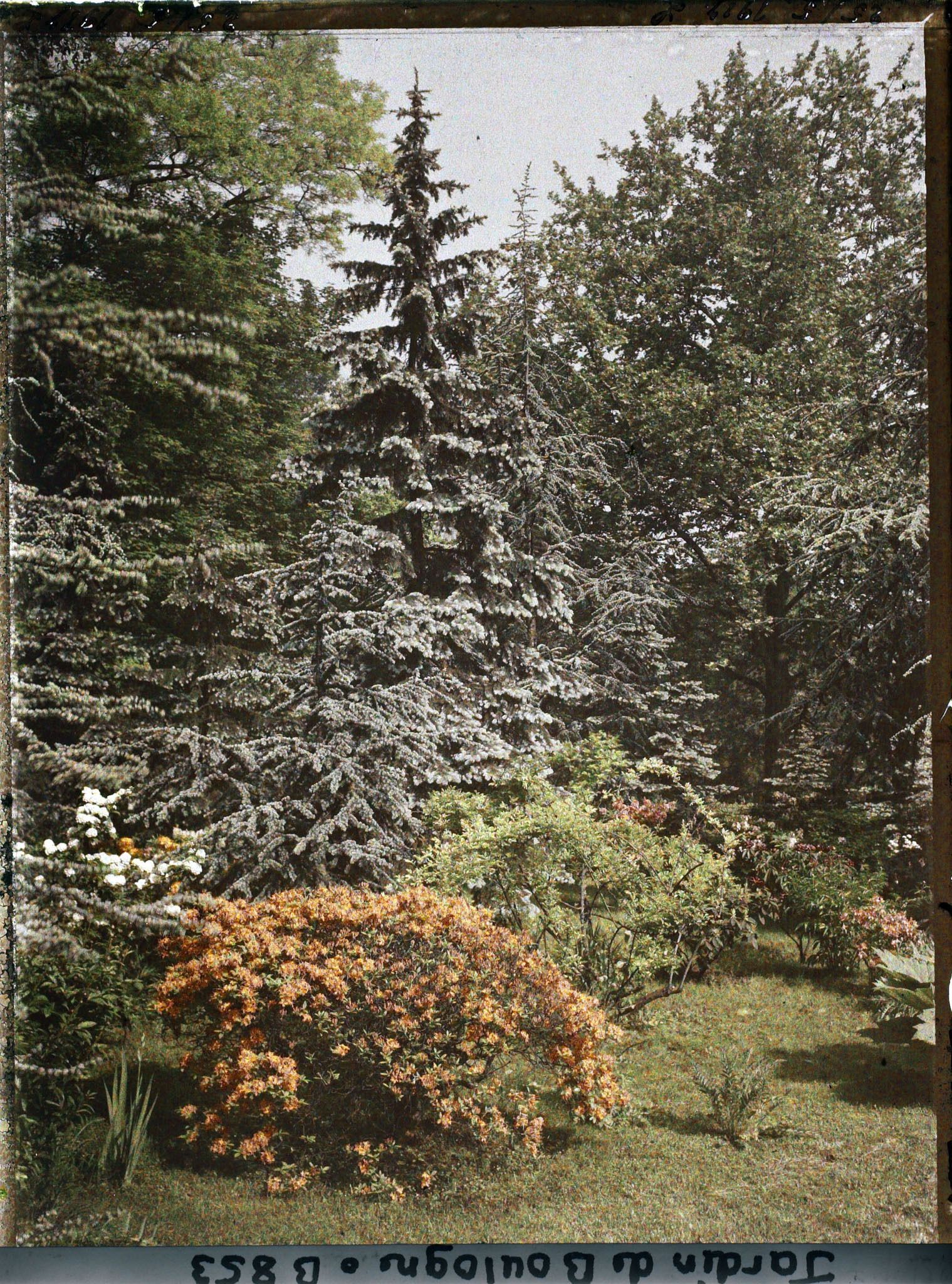 Image représentant Azalées chatoyantes sur fond arboré situé au cœur de la forêt bleue, non loin du marais