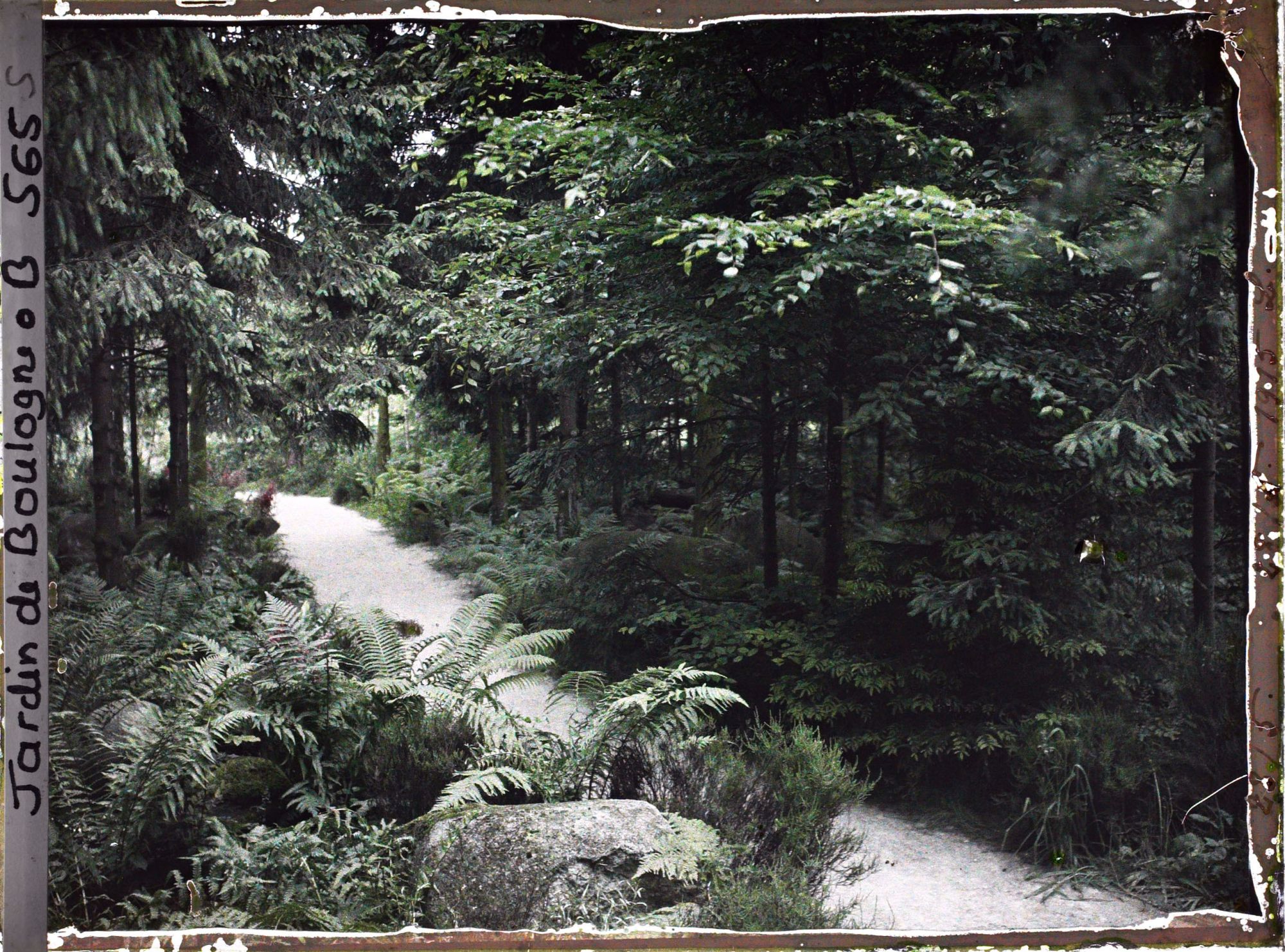 Image représentant Scène de sous-bois dans la forêt vosgienne