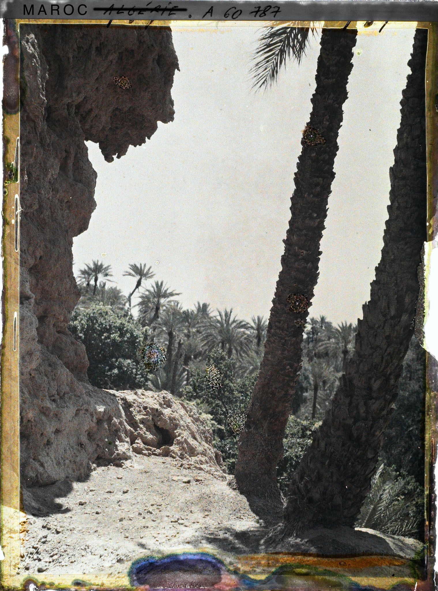 Image représentant Contre -jour sur la palmeraie