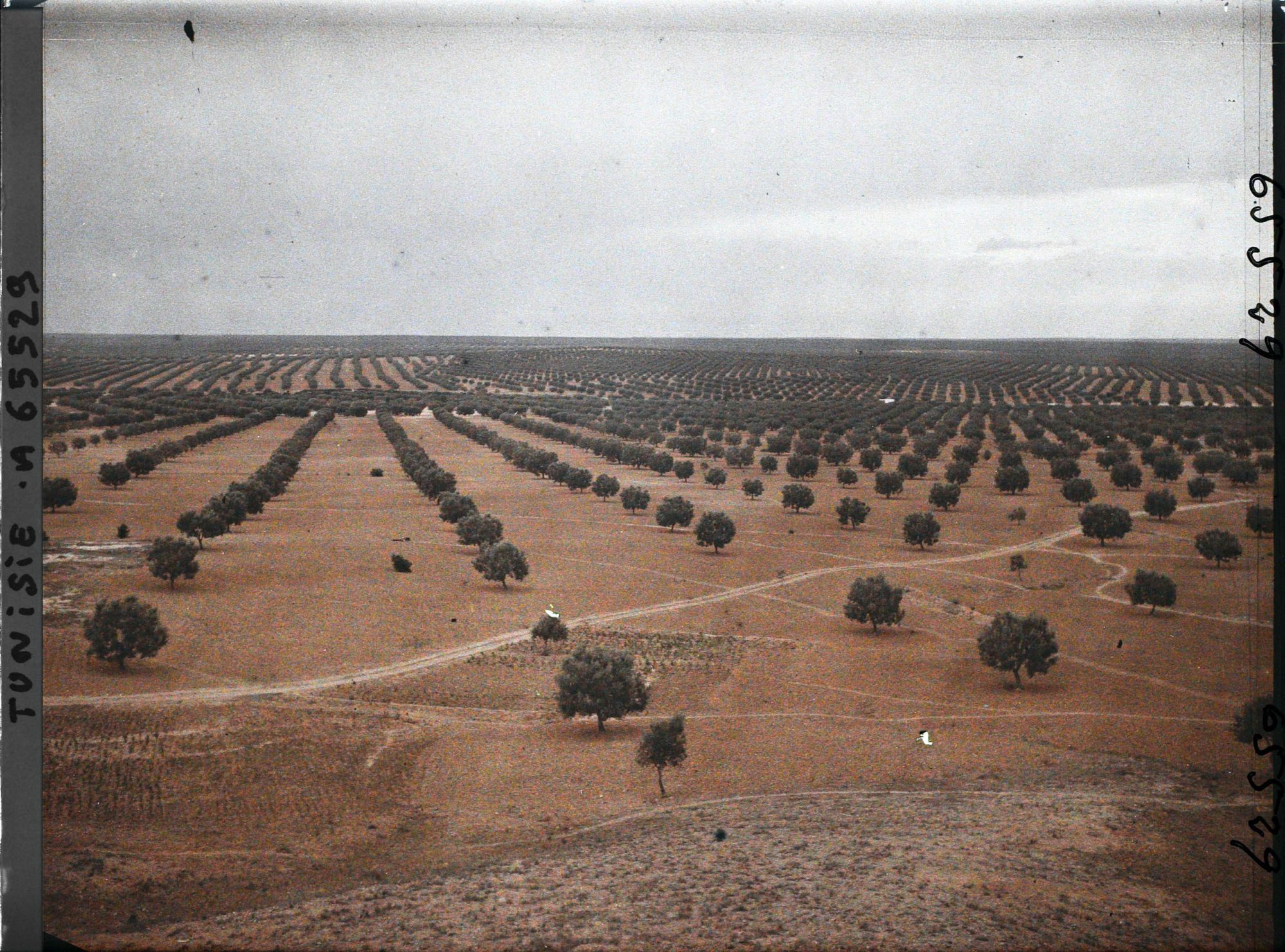 Image représentant Panorama sur les oliveraies pris du point géodésique
