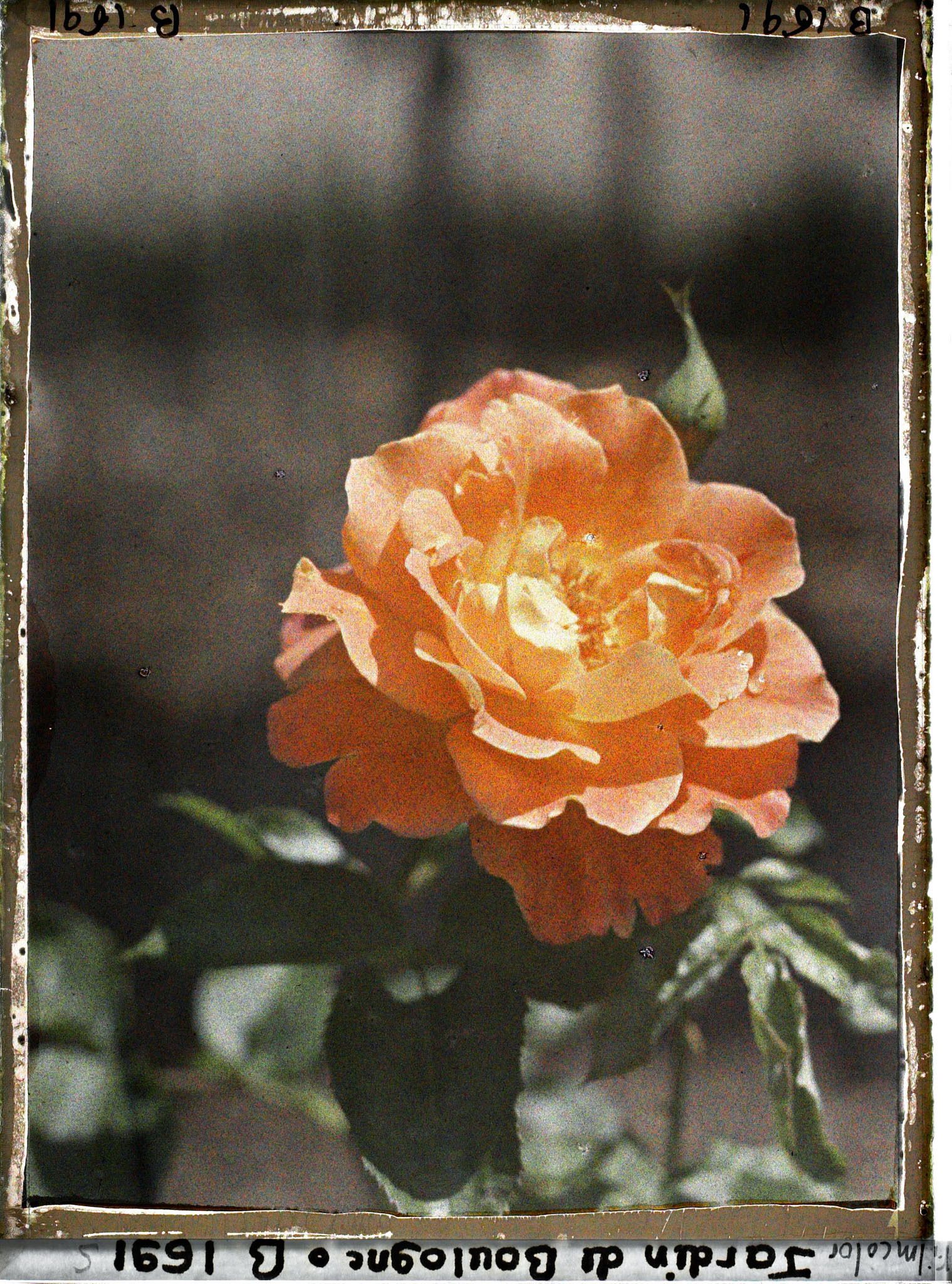 Image représentant Rose orangée