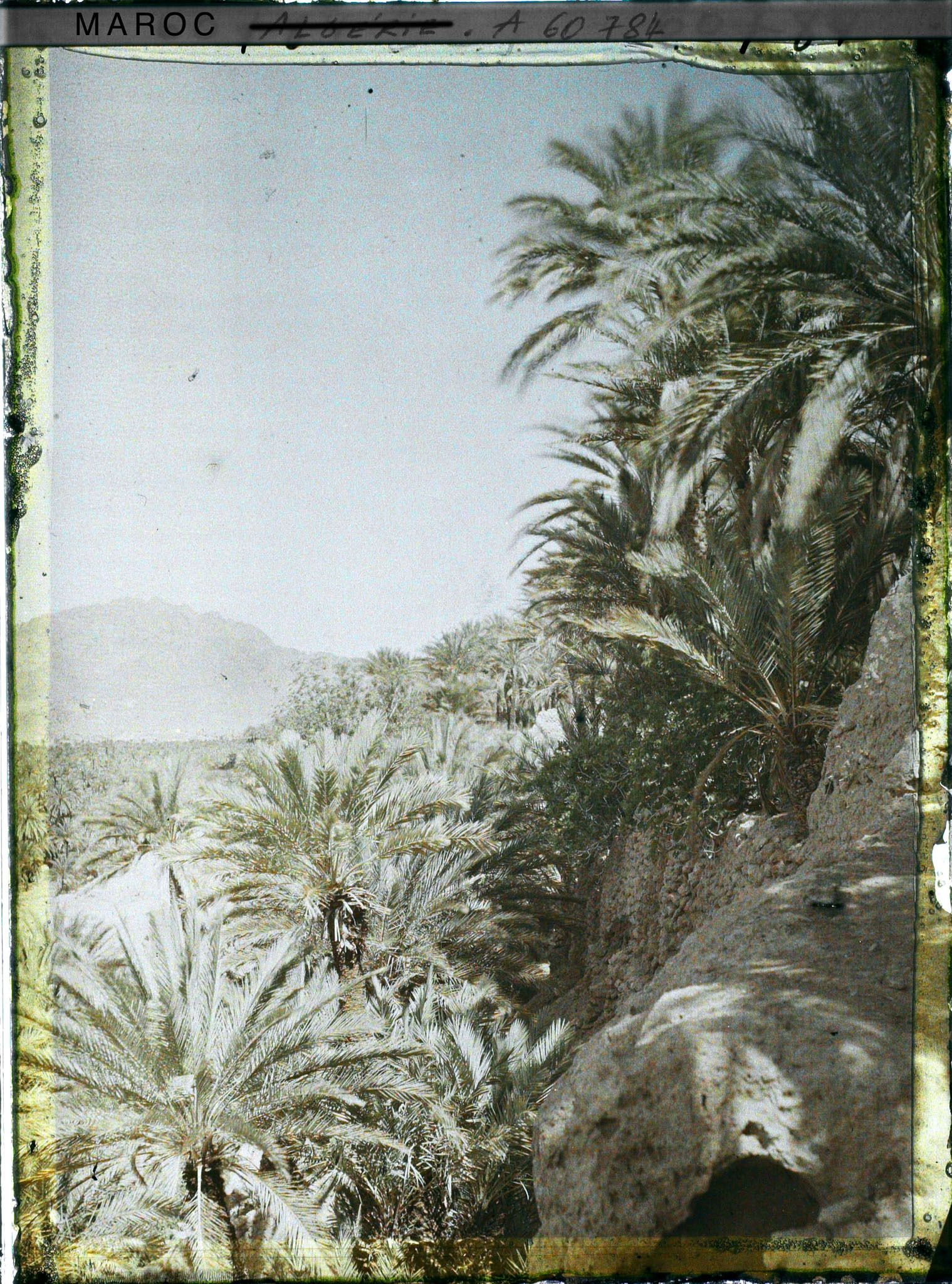 Image représentant Palmeraie avec au fond, le Djebel Grouz