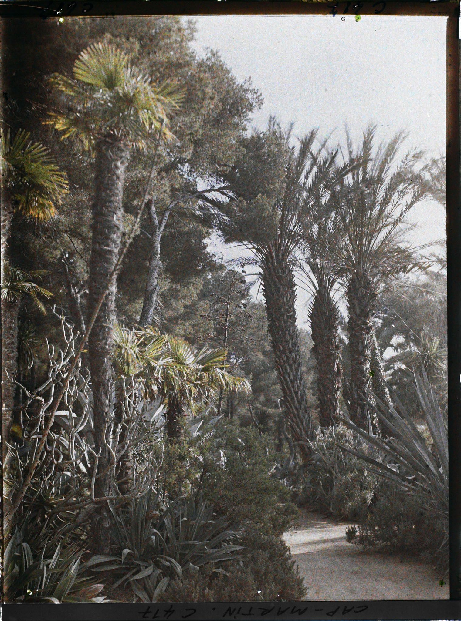 Image représentant Cap Martin Le Jardin