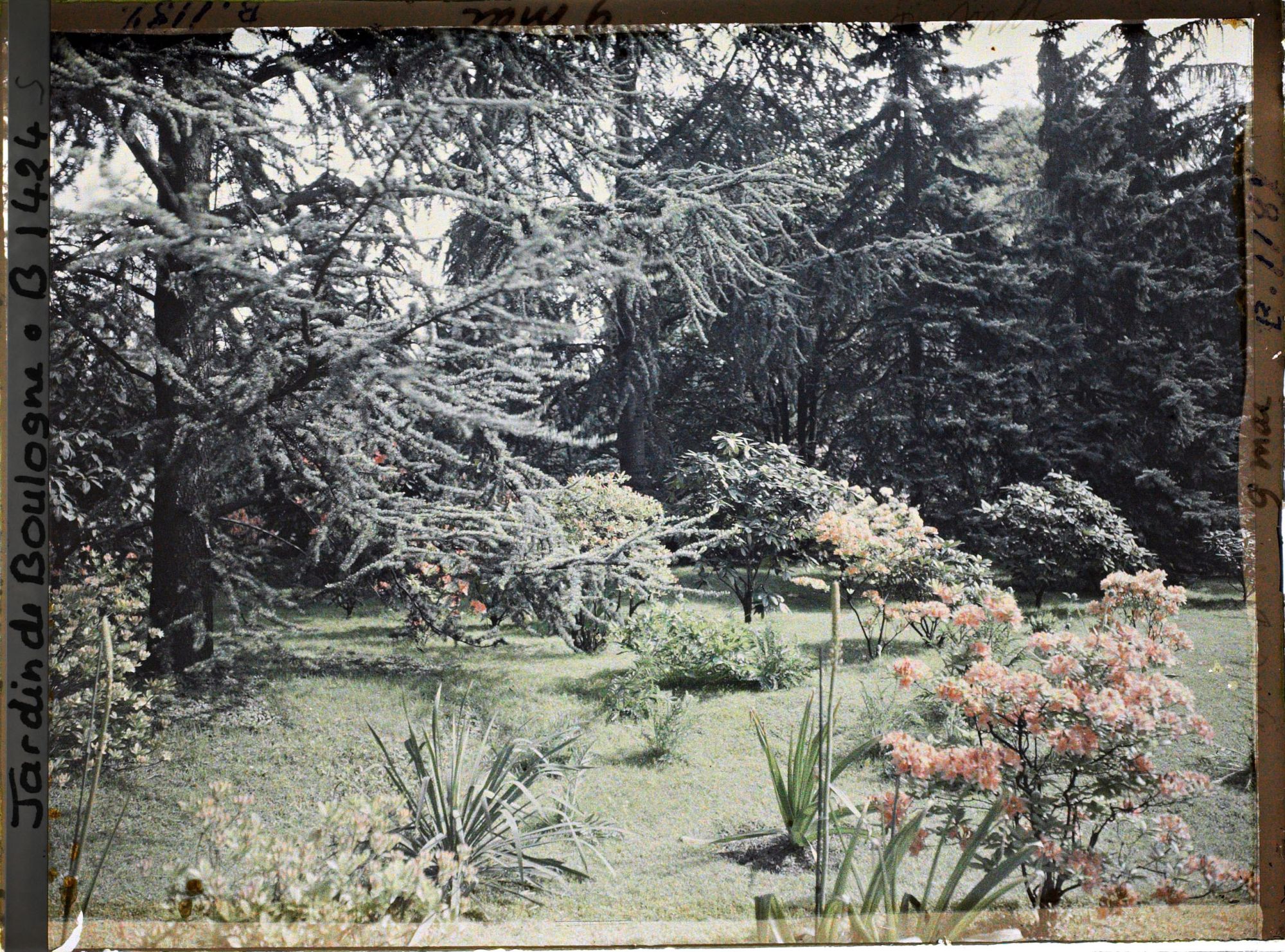 Image représentant Azalées sur la pelouse près du marais