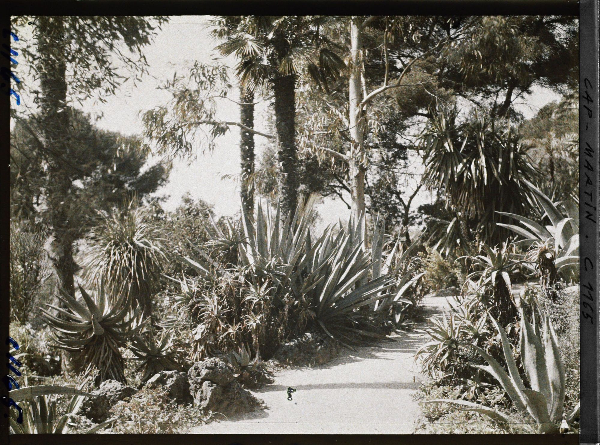 Image représentant le jardin