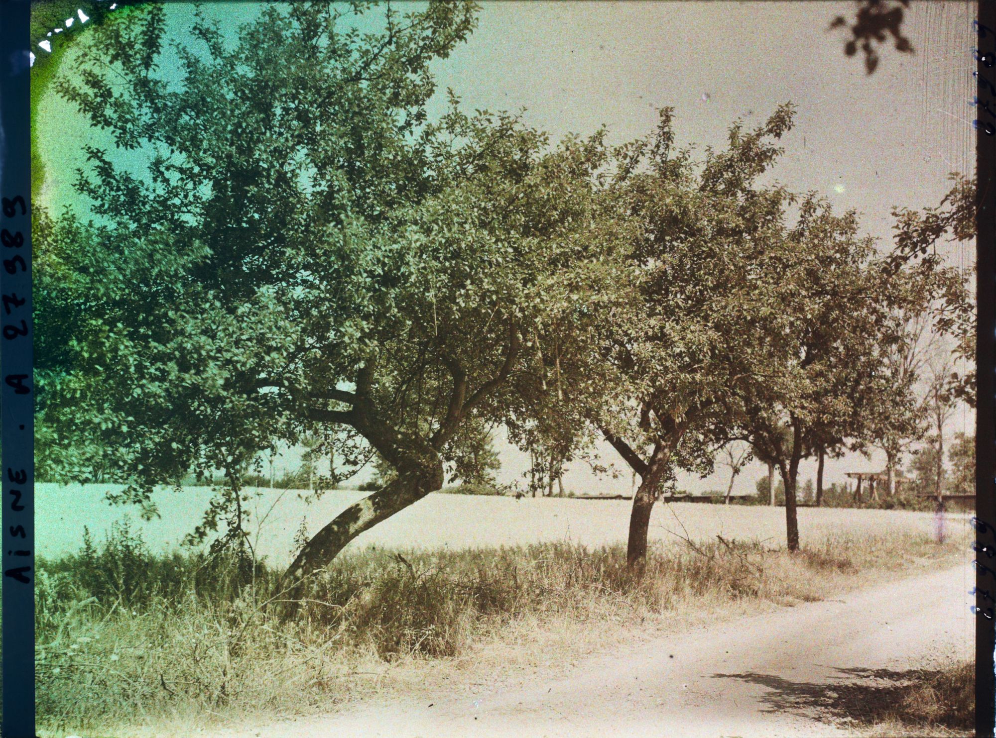 Image représentant France, Cery-Salsogne, Pommiers en bordure d'un Champ d'Avoine