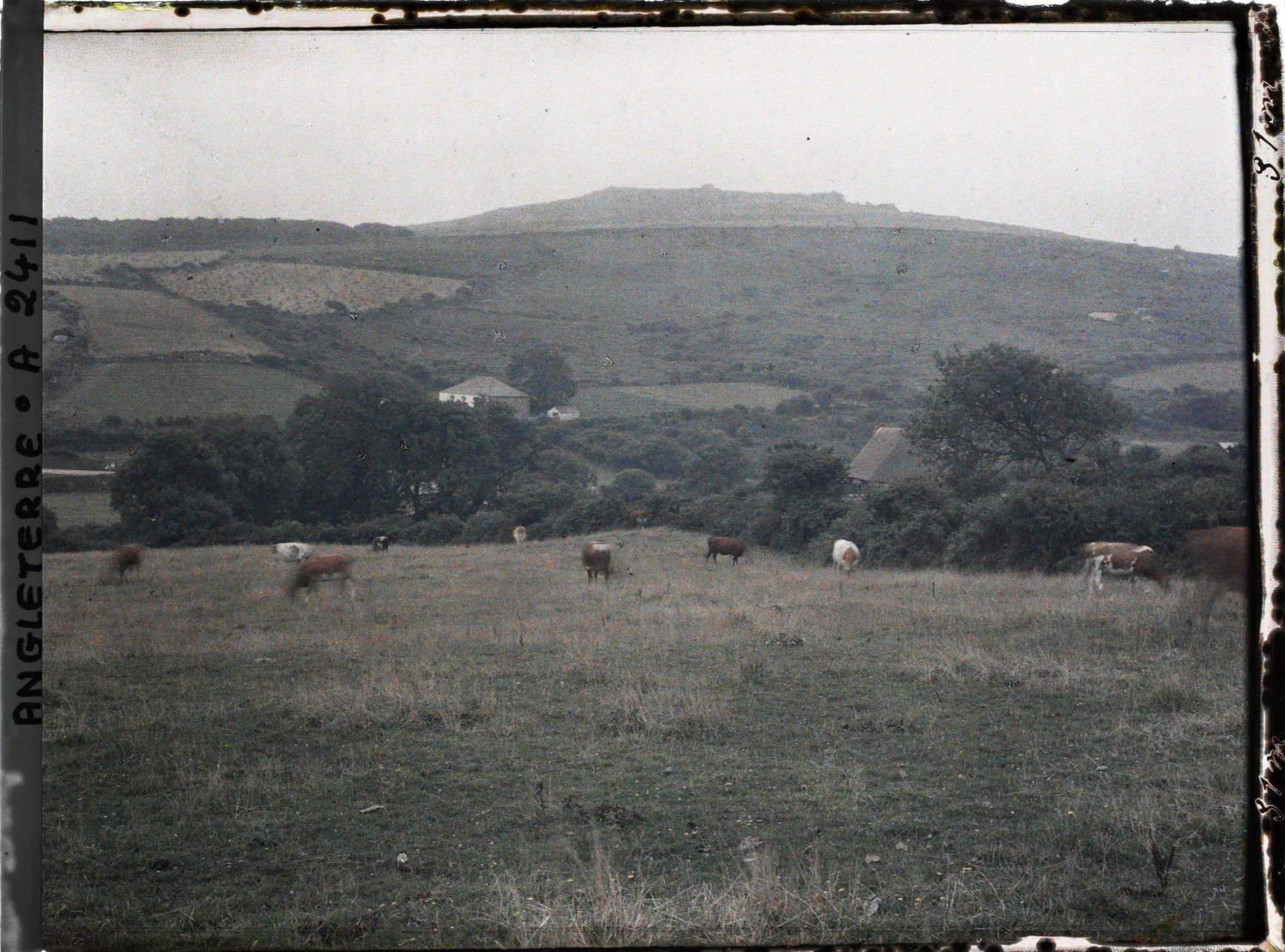 Image représentant Troupeau de vaches
