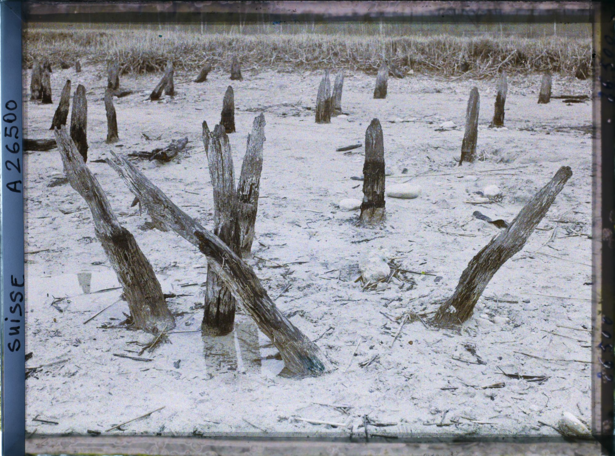 Image représentant Site palafittique préhistorique des Alpes, pieux en bois visibles lors de la baisse des eaux après la grande sécheresse de 1921