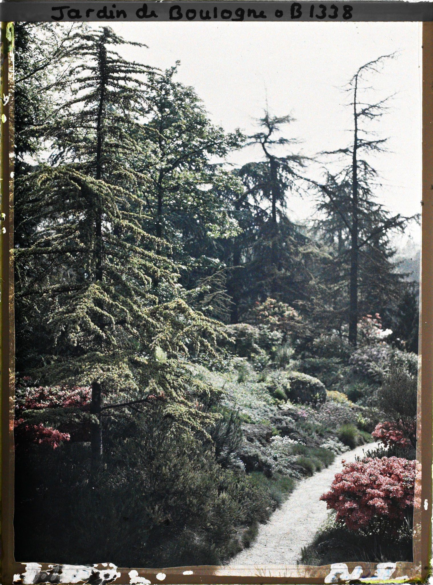 Image représentant Azalées en fleurs au bord d'une allée du " sanctuaire japonais " menant au " village japonais "