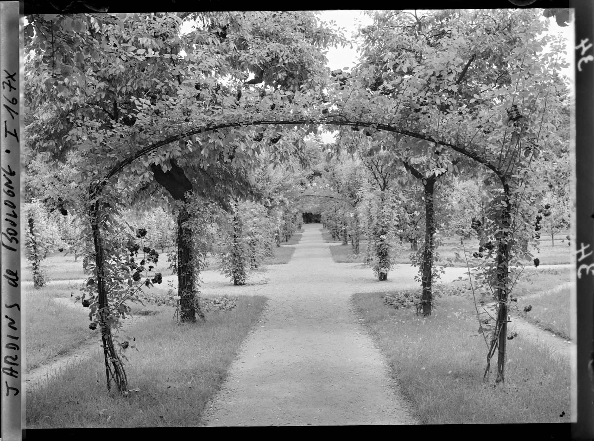 Image représentant Axe central du verger-roseraie vu en direction du jardin anglais, près du rond-point côté dépendance