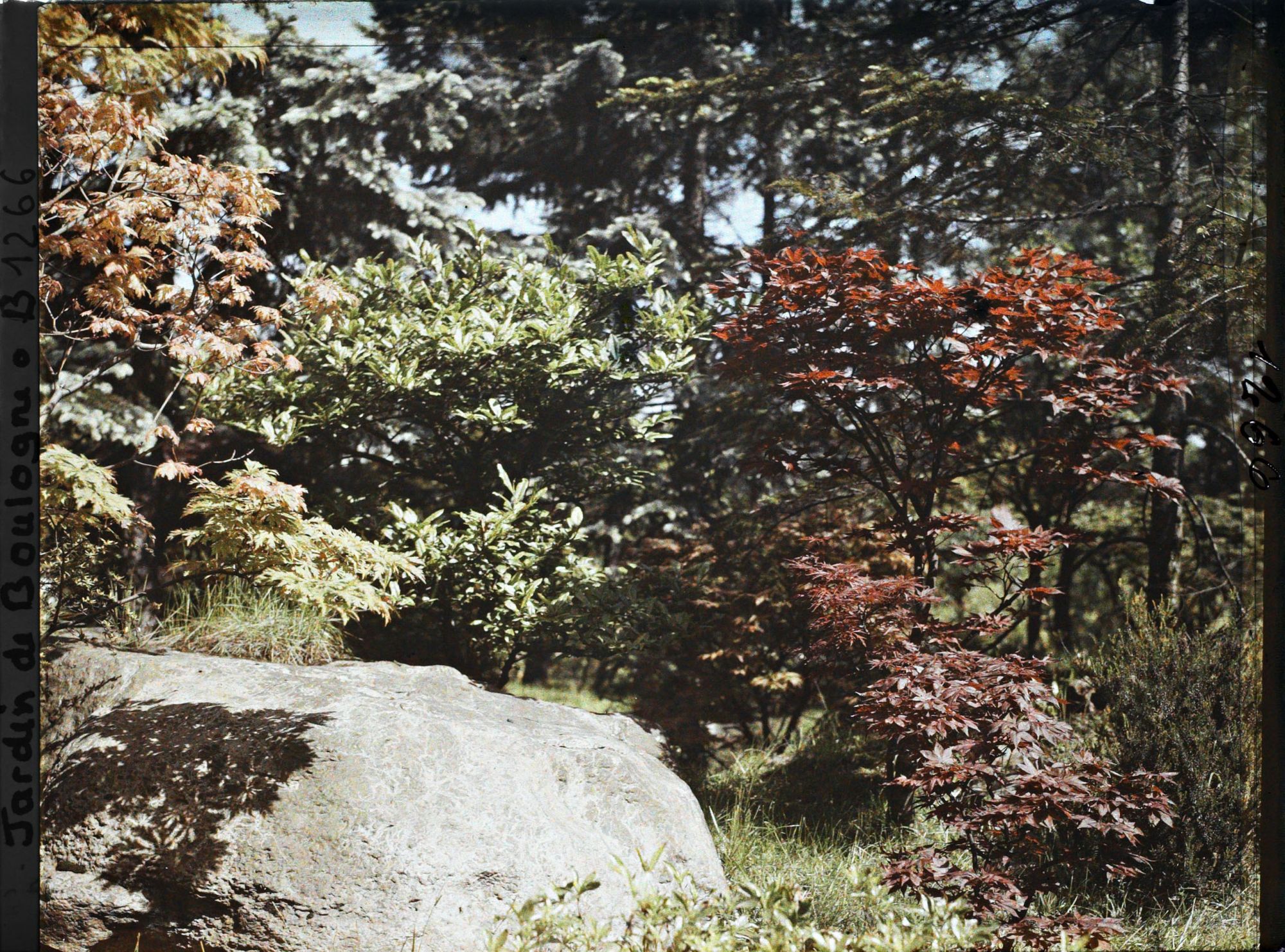 Image représentant Jeunes érables sur le versant arboré situé face à la maison ouest du " village japonais "