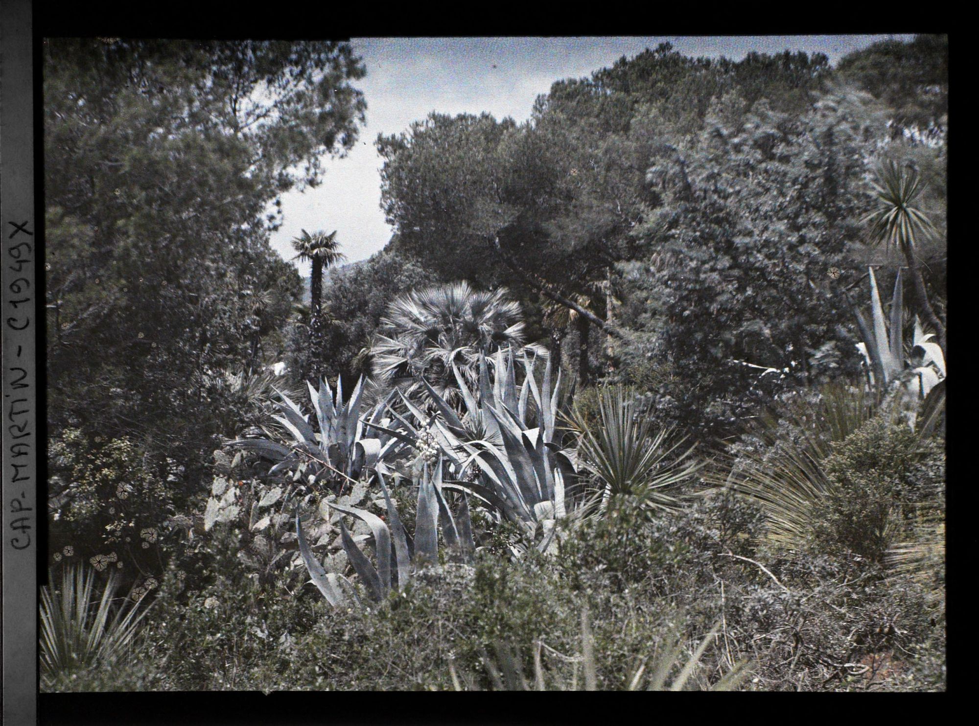 Image représentant Buissons et plantes exotiques au pied de palmiers, avec vue sur le paysage environnant, vue prise à 12 h