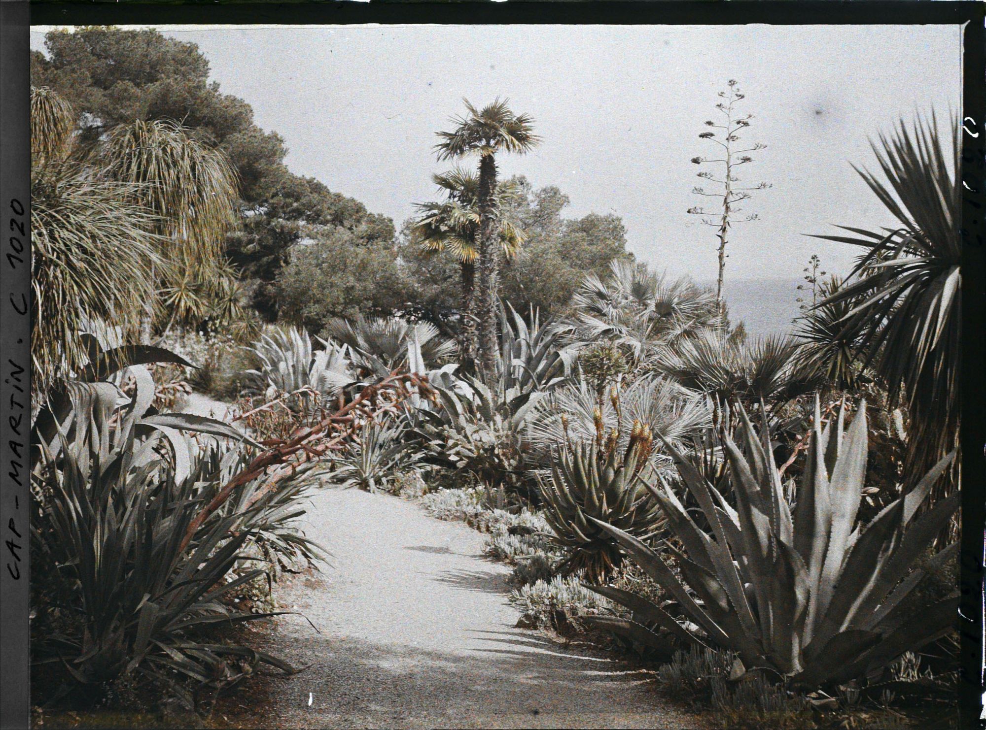 Image représentant Le Jardin, vue vers la mer