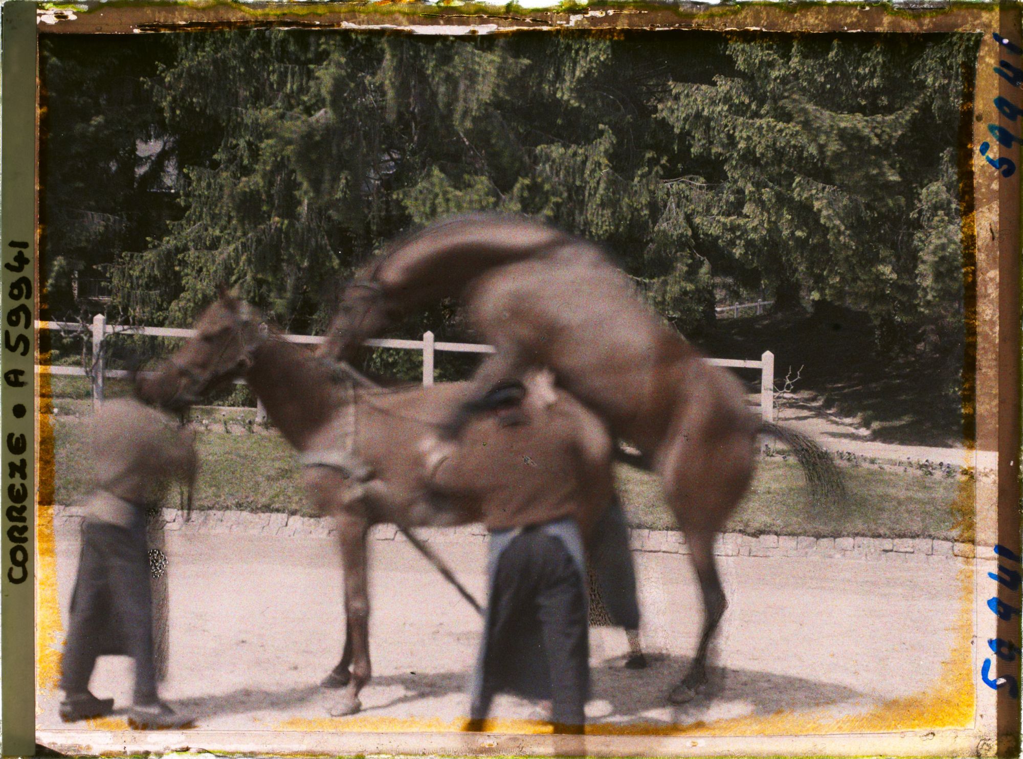 Image représentant Une saillie d'étalons pur sang