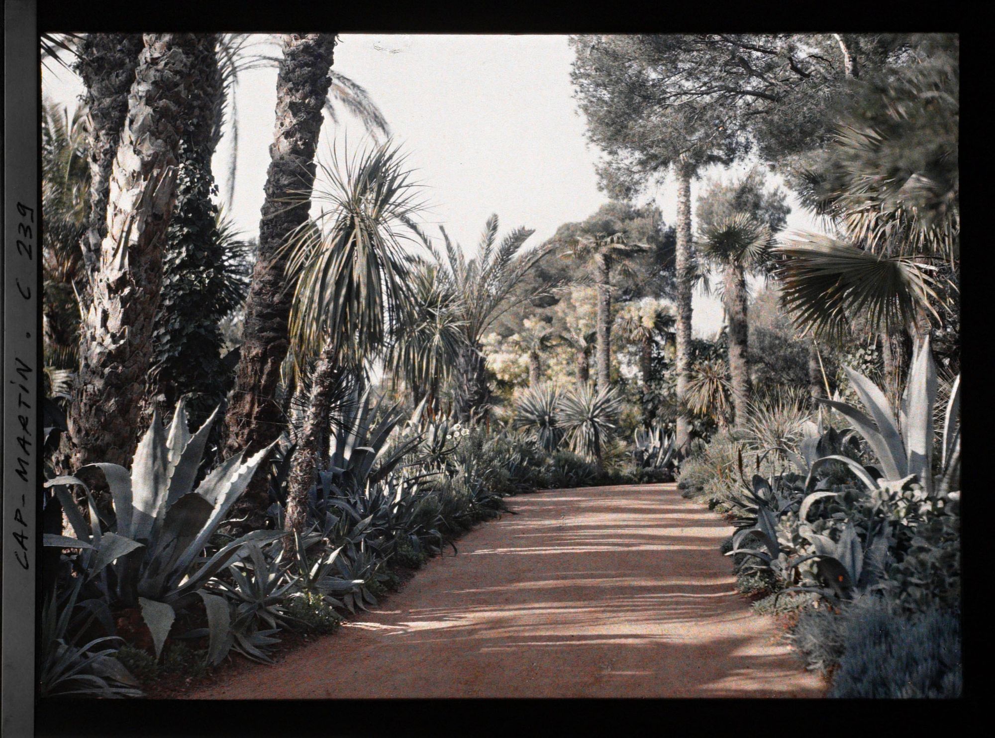 Image représentant Cap-Martin - Le Jardin