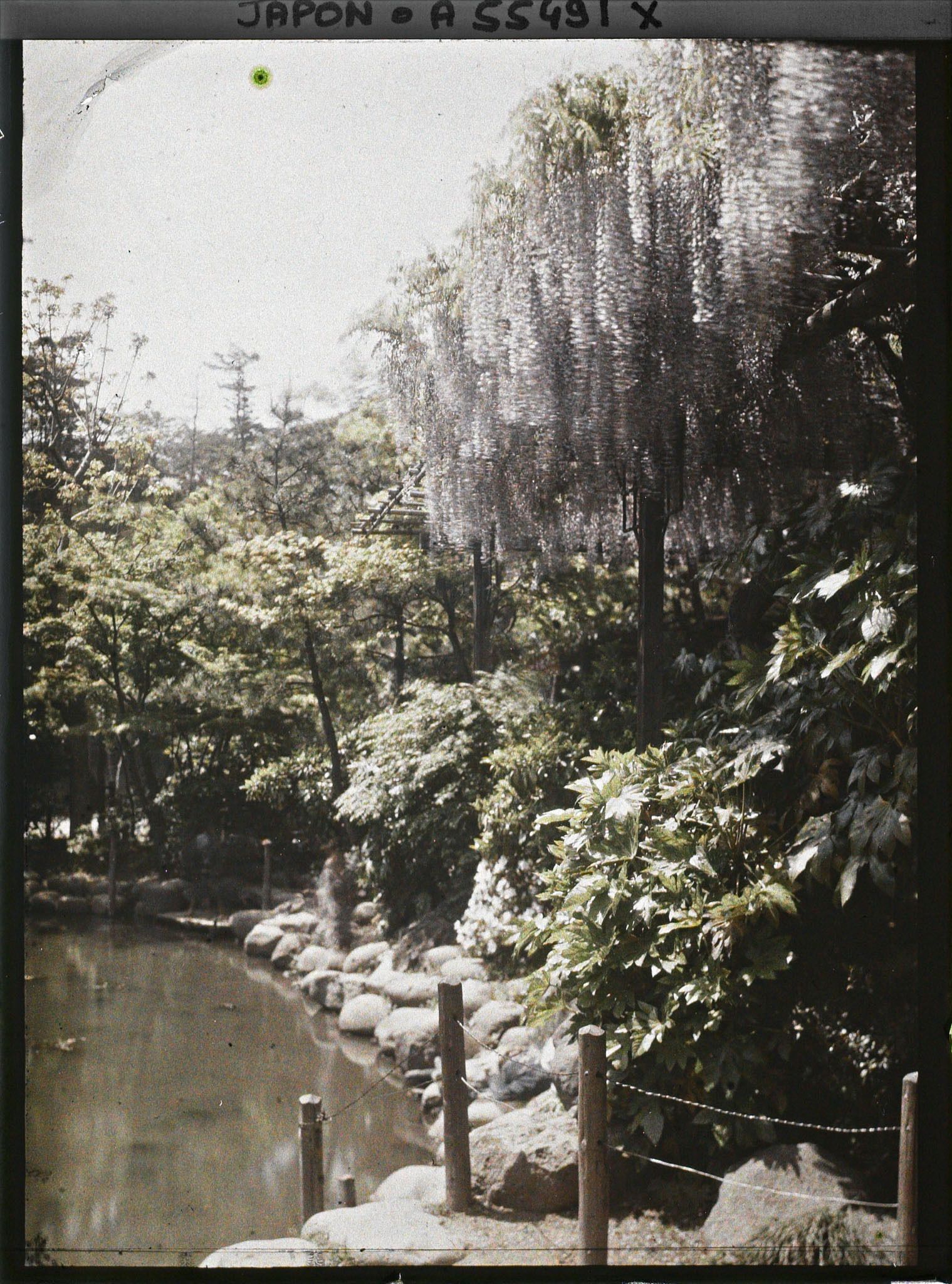 Image représentant Hibiya-koen (parc de Hibiya), glycines au bord de l'étang shinkei