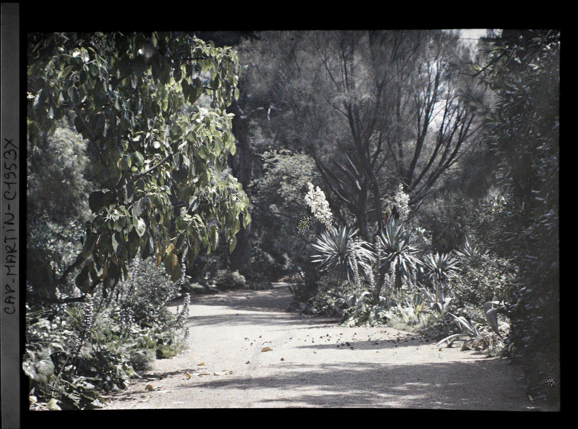 Image représentant Allée sinueuse bordée de yuccas et d'acanthes en fleurs