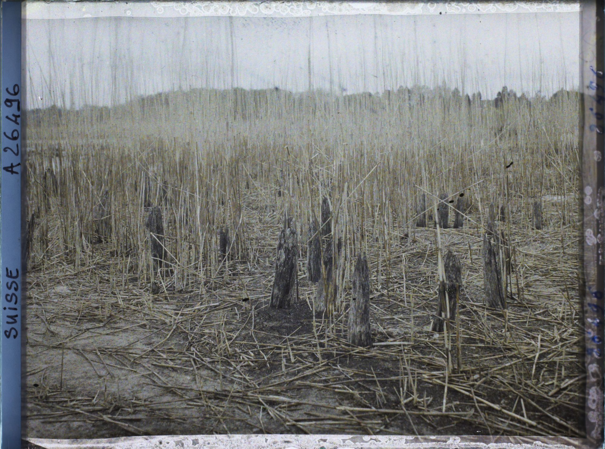 Image représentant Site palafittique préhistorique des Alpes, pieux en bois visibles lors de la baisse des eaux après la grande sécheresse de 1921