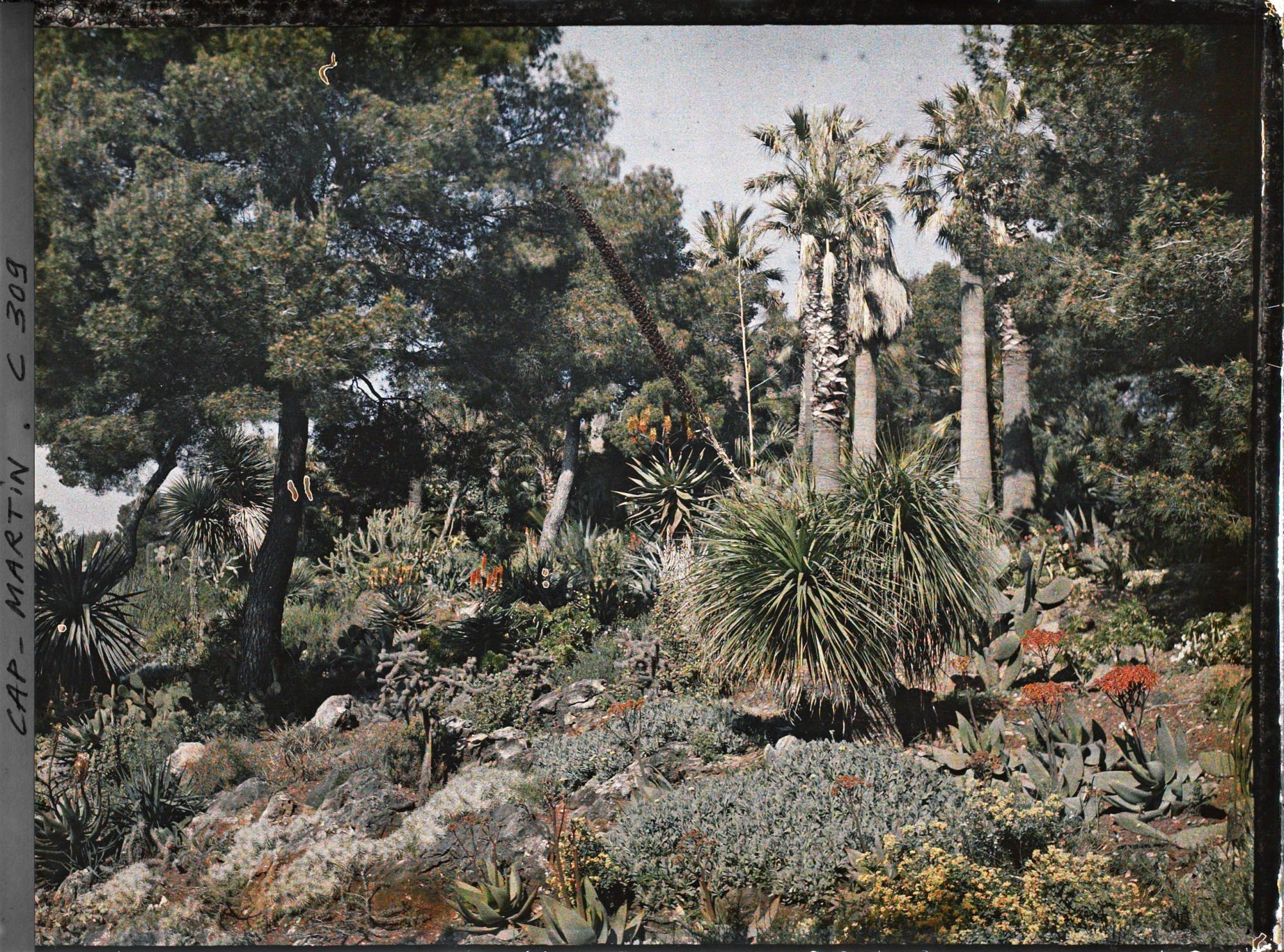 Image représentant Cap-Martin - Le Jardin