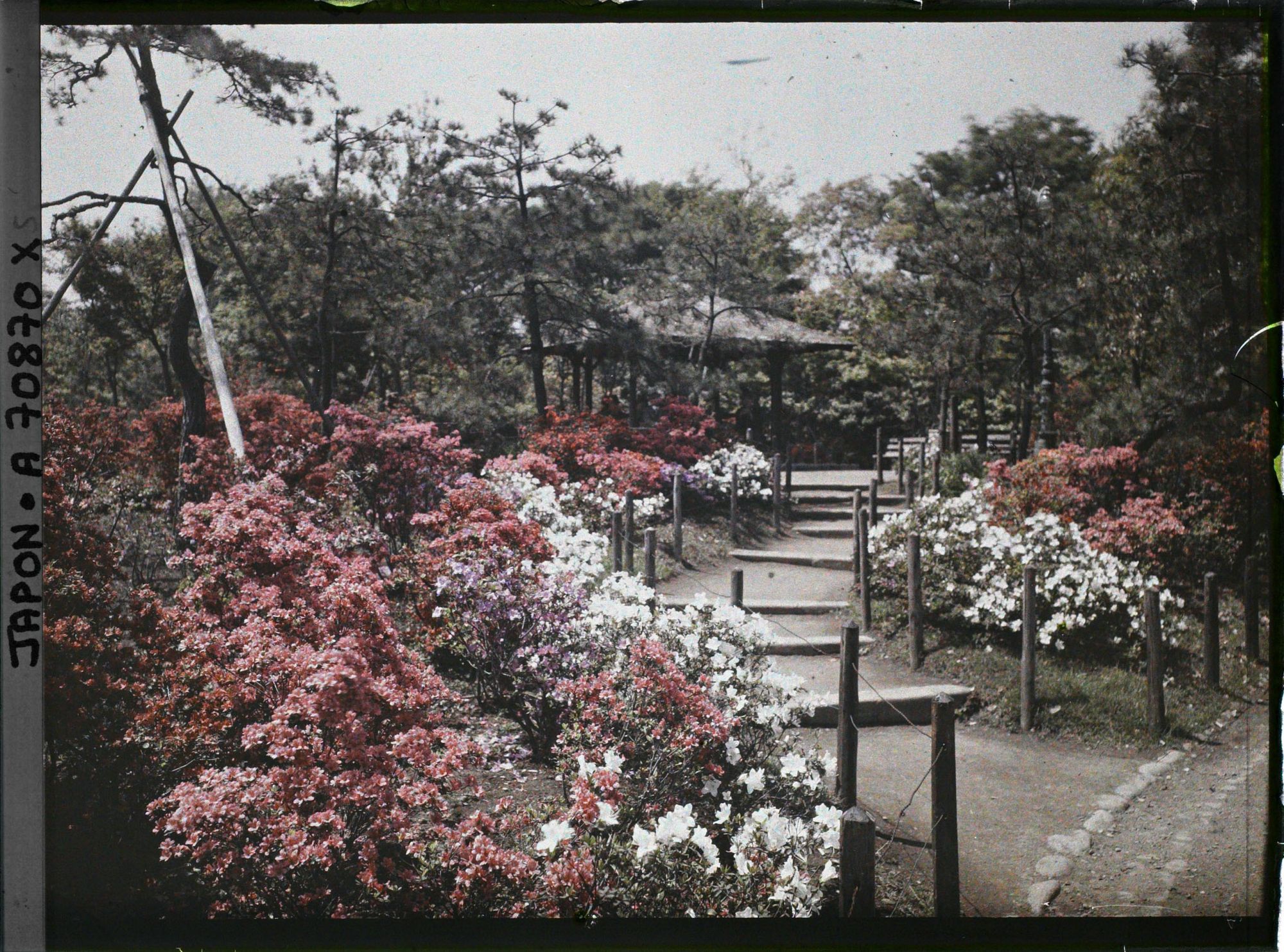 Image représentant Hibiya-koen (parc de Hibiya), allée bordée d'azalées