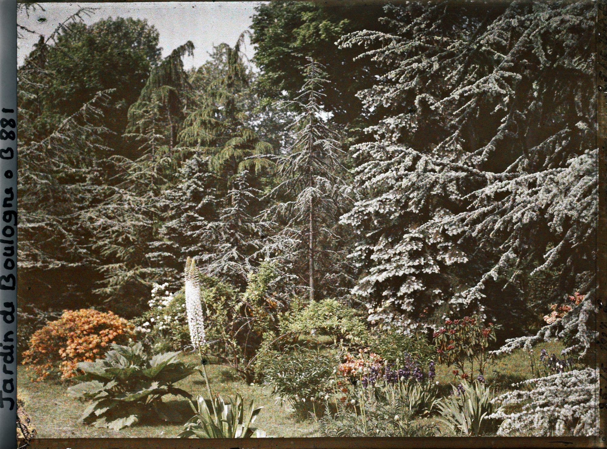 Image représentant près de la forêt bleue