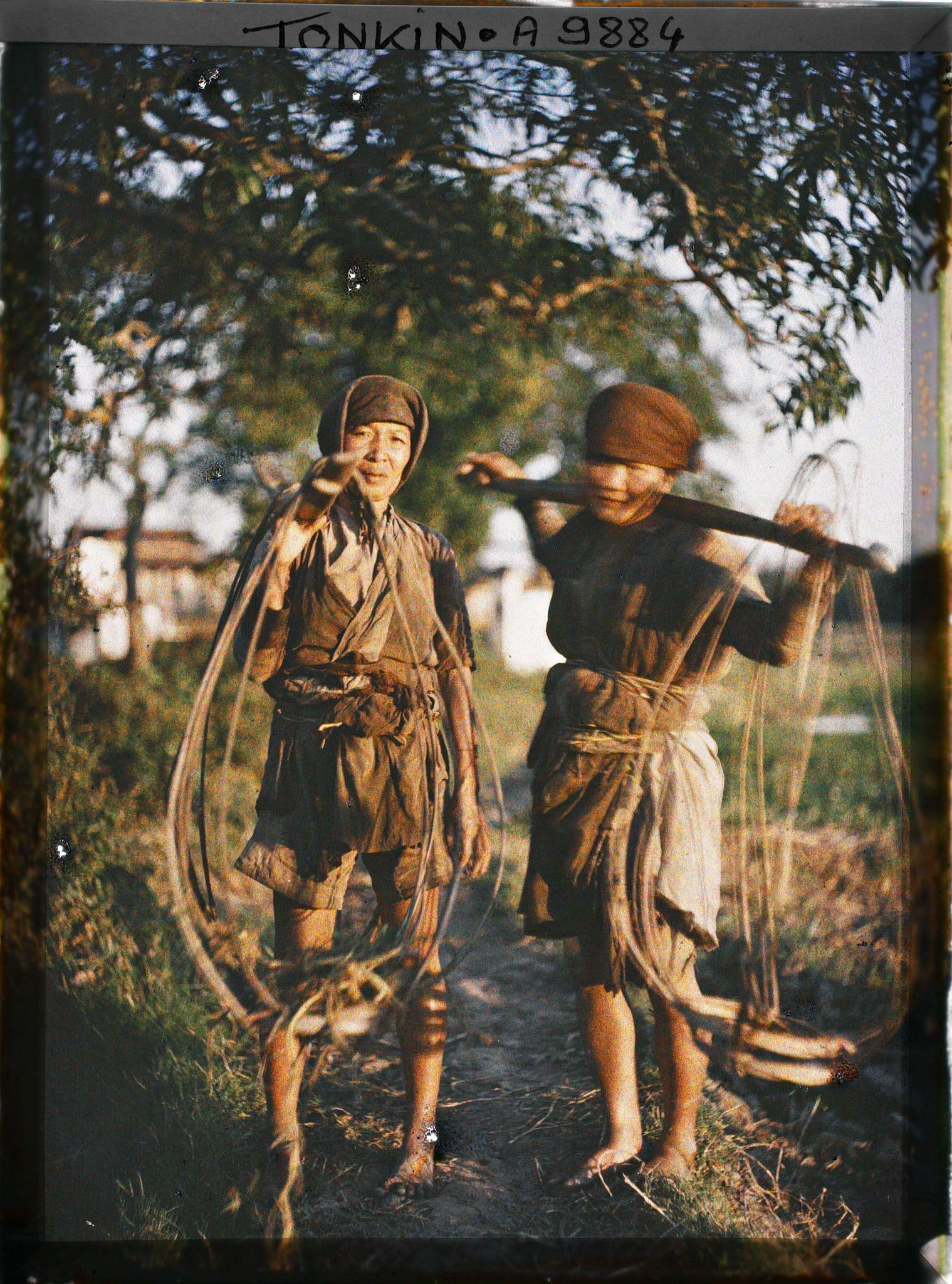 Image représentant Le transport des souches de liseron d'eau