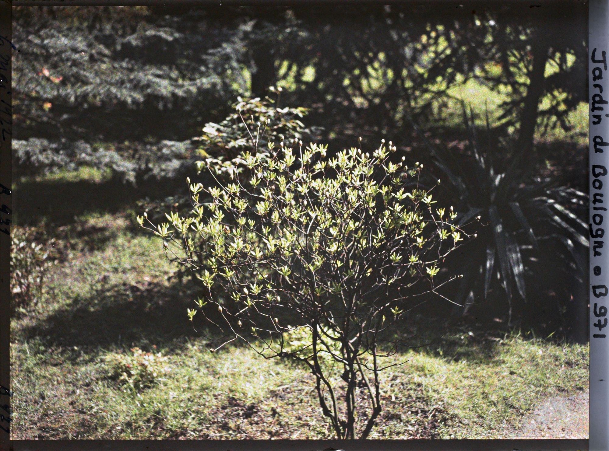 Image représentant Forêt bleue ou jardin japonais ?