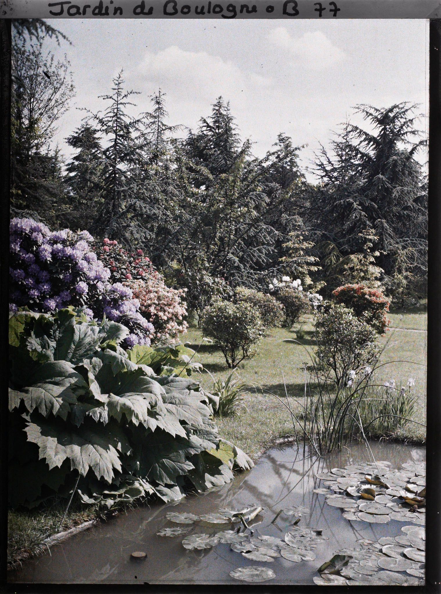 Image représentant Rhododendrons et gunerra bordant l'est d'un bassin du marais planté de nénuphars