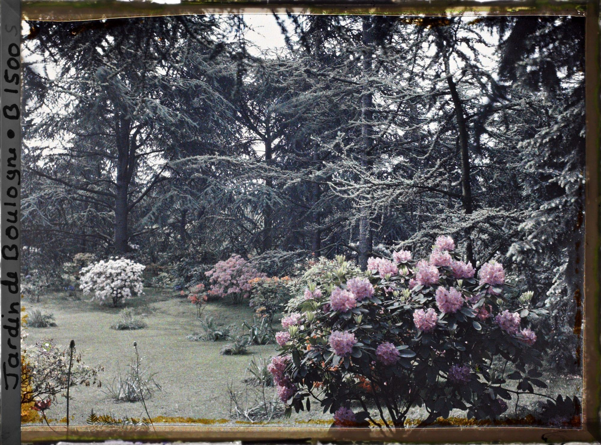Image représentant Rhodos sur la pelouse du marais, près de la forêt bleue