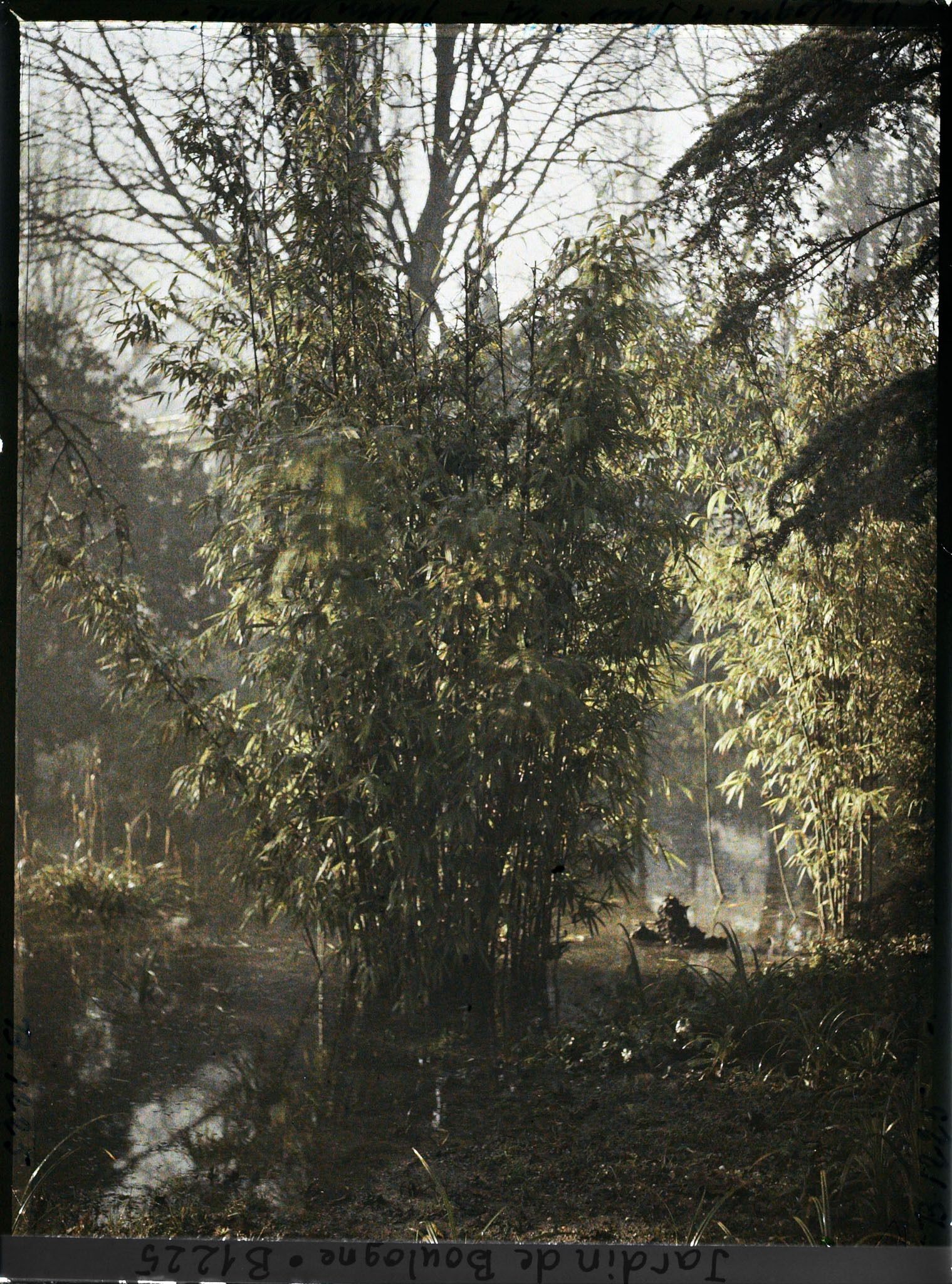 Image représentant Bambous à proximité du marais inondé