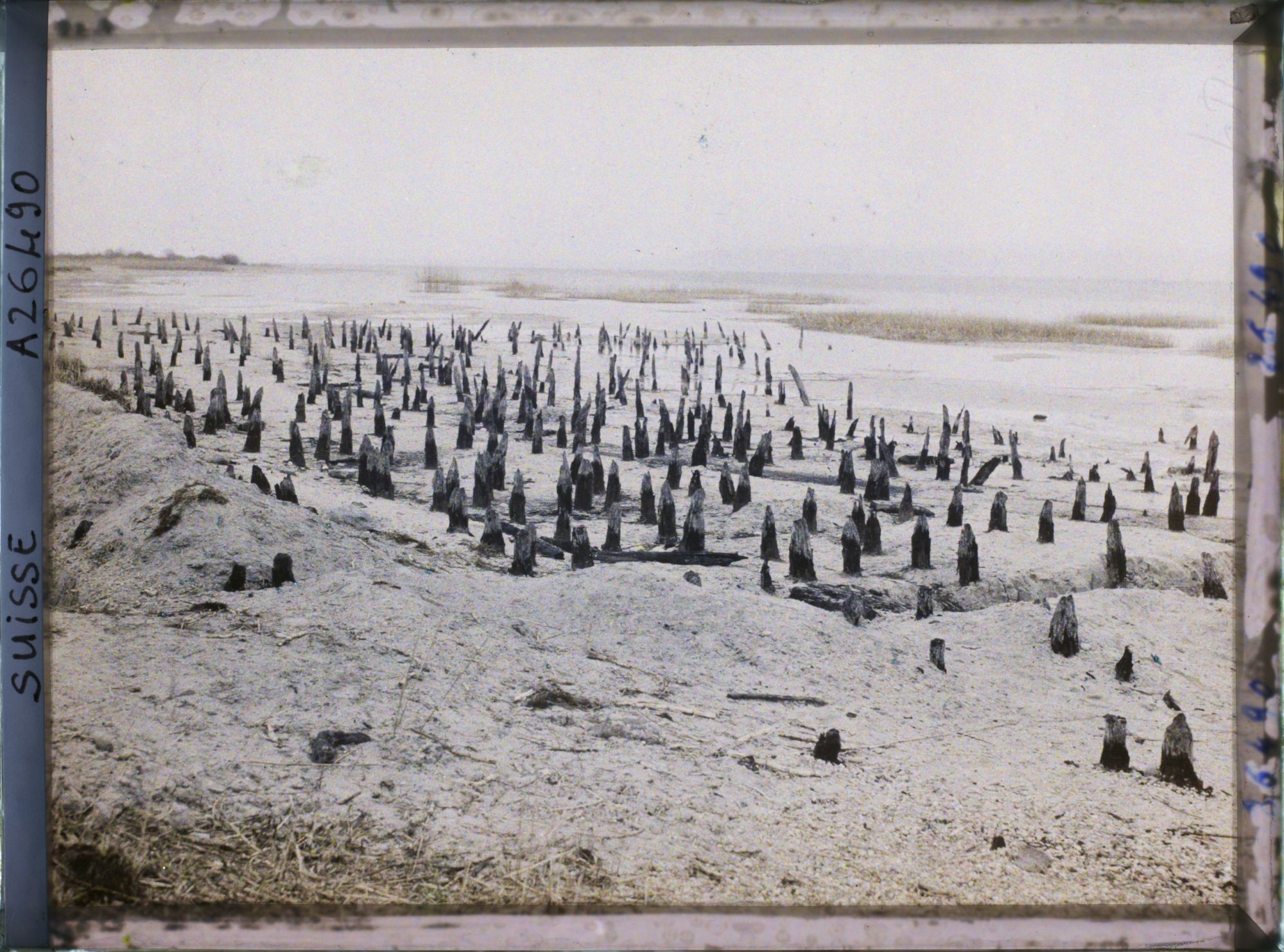 Image représentant Site palafittique préhistorique des Alpes, pieux en bois visibles lors de la baisse des eaux après la grande sécheresse de 1921