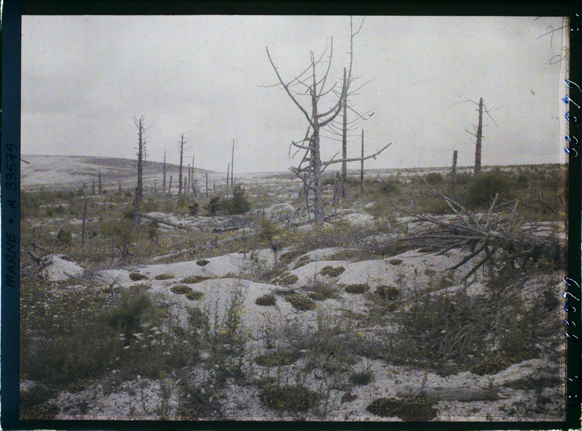 Image représentant France, Tranchée et arbres morts
