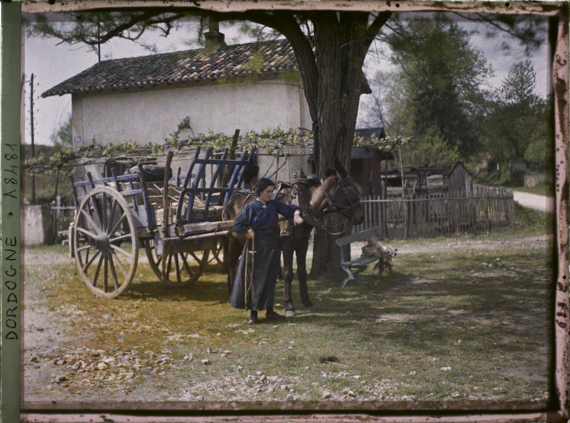 Image représentant France, Les Eyzies, Un seul mulet avec la femme du roulier