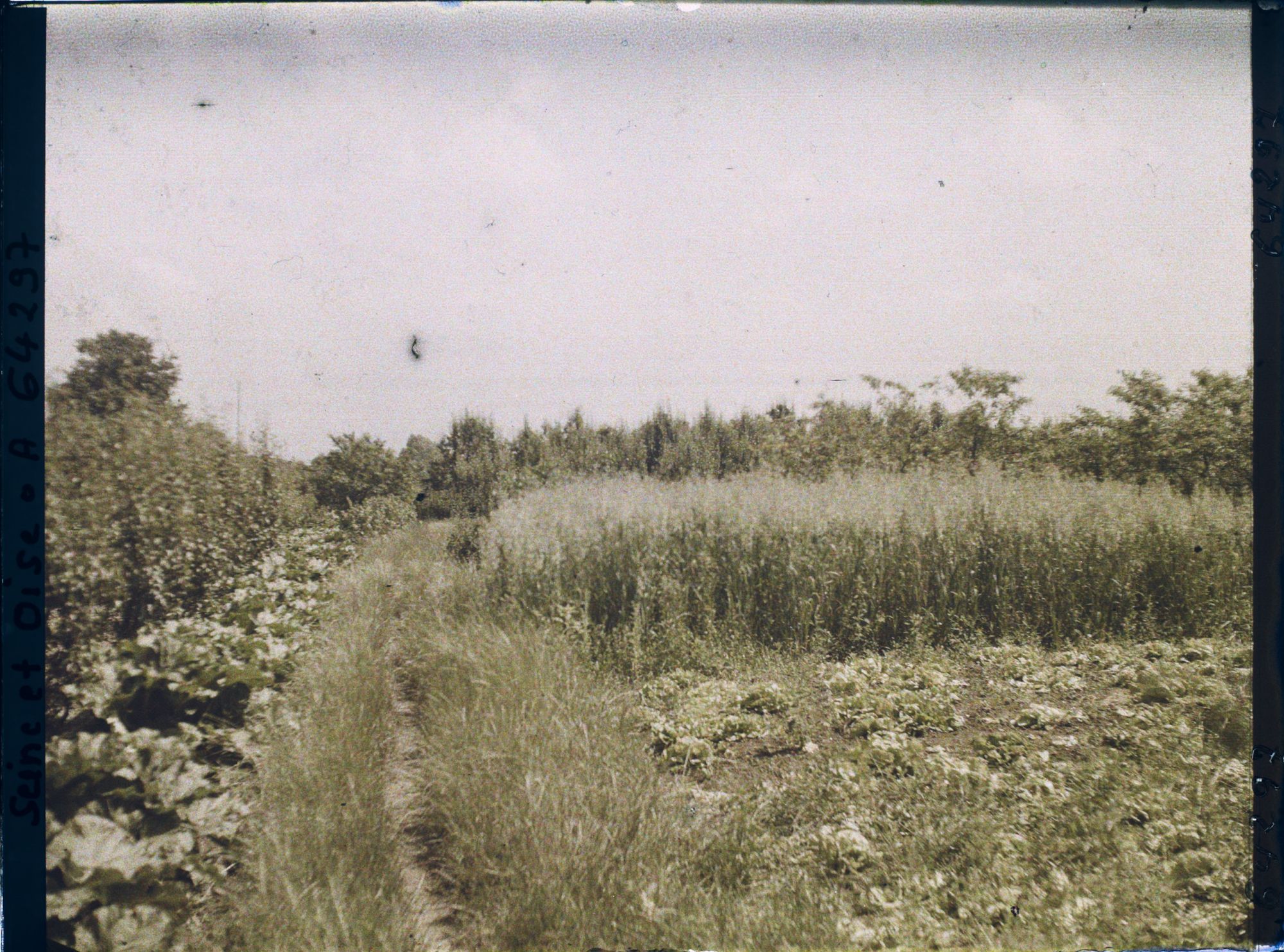 Image représentant Ile de France, Sarcelle St Briec, Verger et Céréales