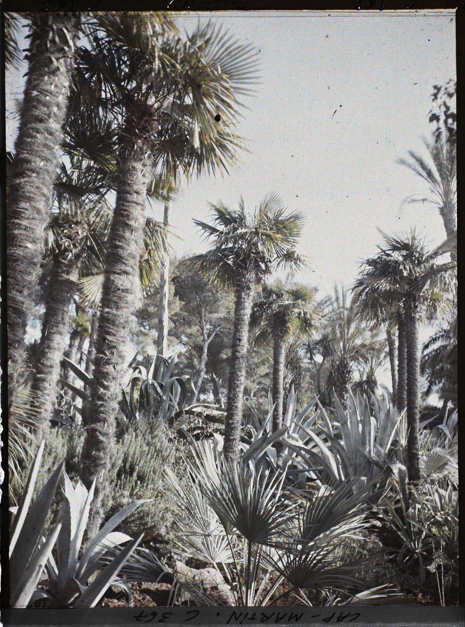 Image représentant Palmiers et agaves dans le jardin