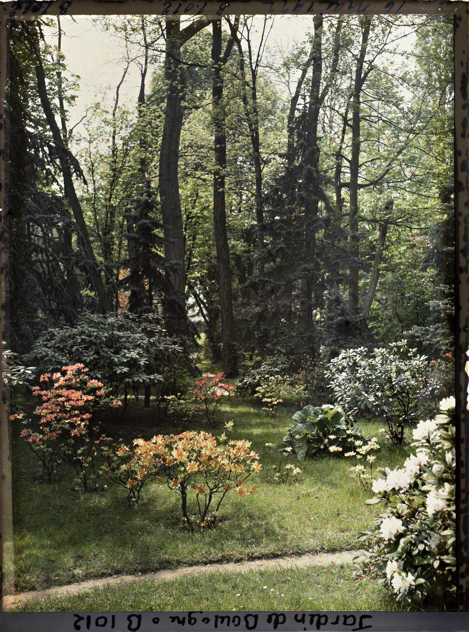 Image représentant Azalées dans la clairière, près de la forêt bleue et du marais