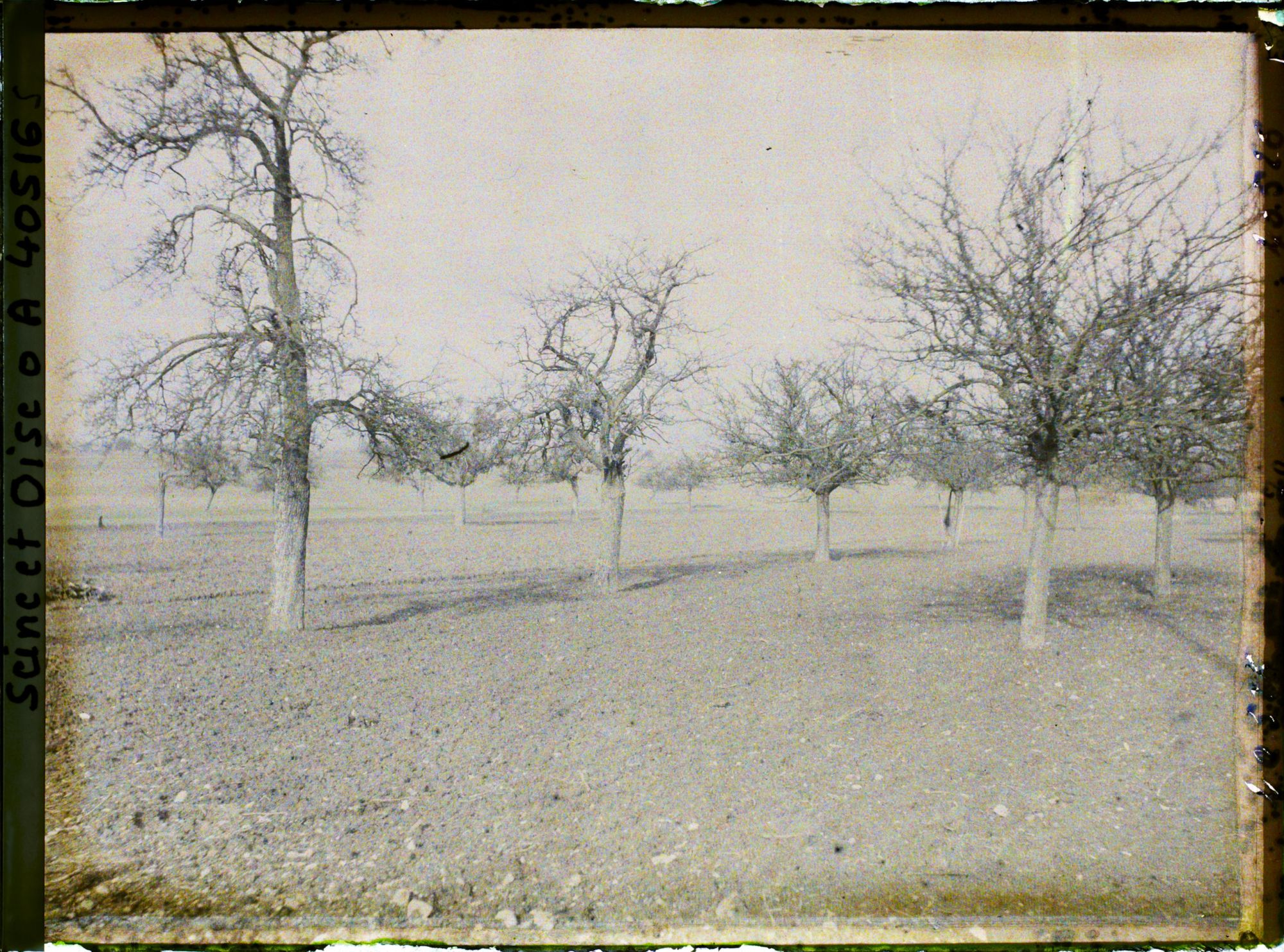 Image représentant France, Les Clayes, Champ et Pommiers