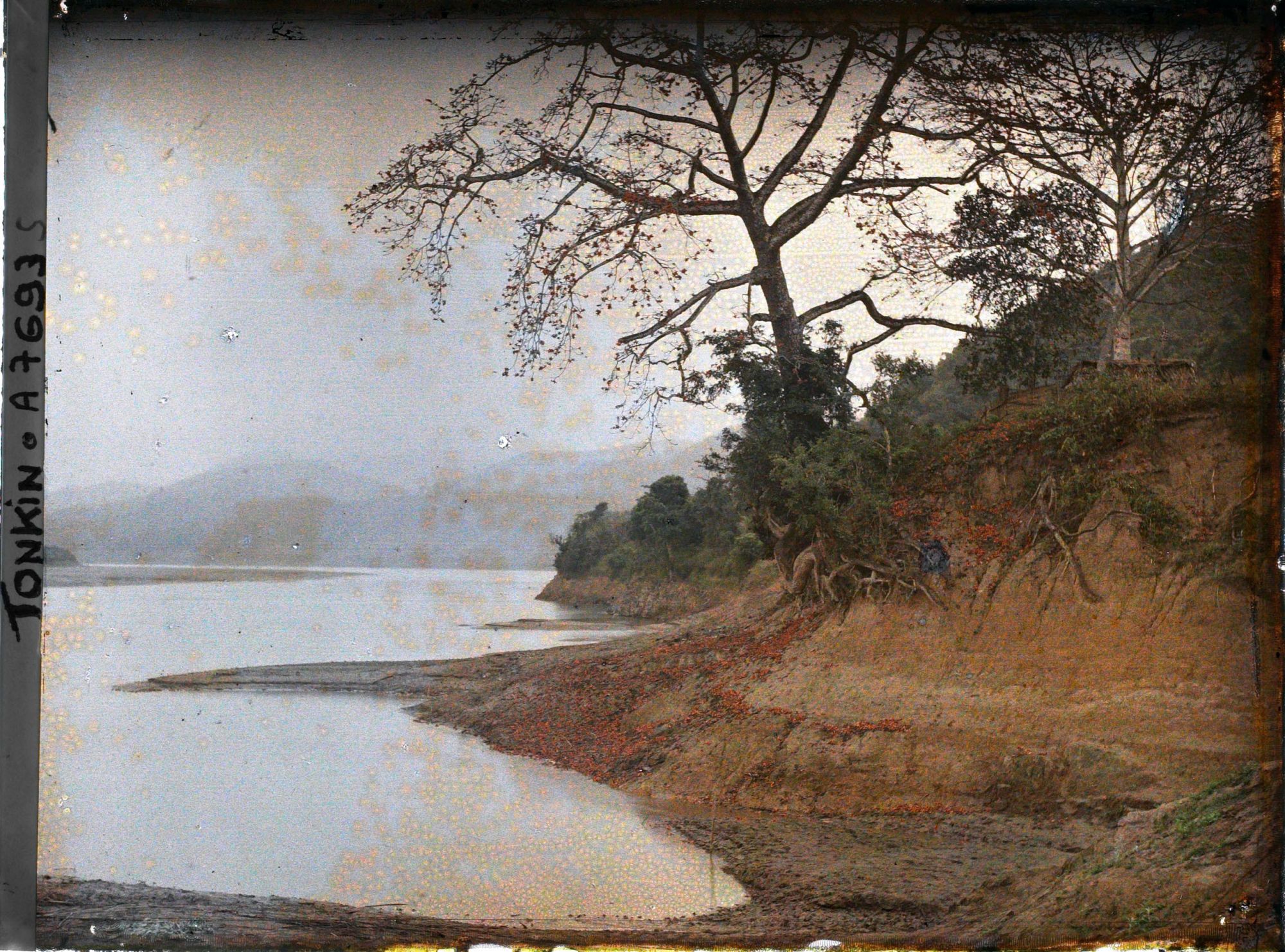 Image représentant Des kapokiers en fleurs au bord de la riviere Noire, entre Hoa-binh et Cho-Bõ