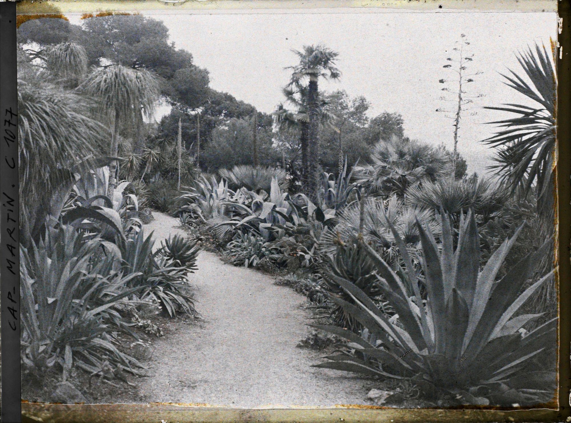 Image représentant le jardin