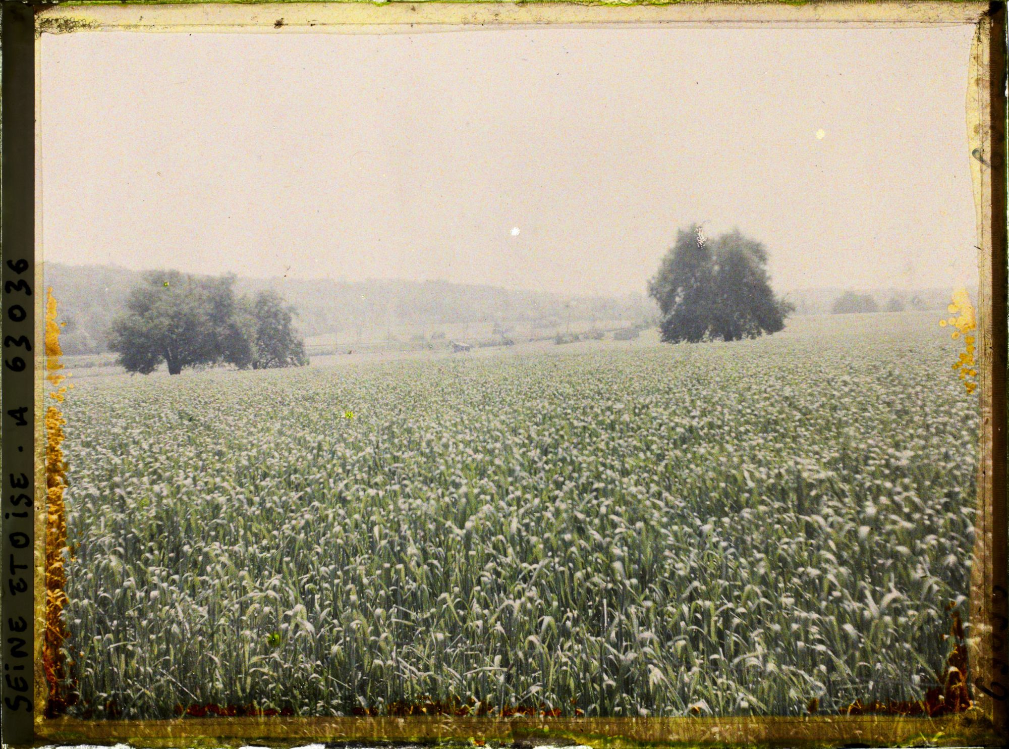 Image représentant Ile de France, Ecouen, Champ de blé