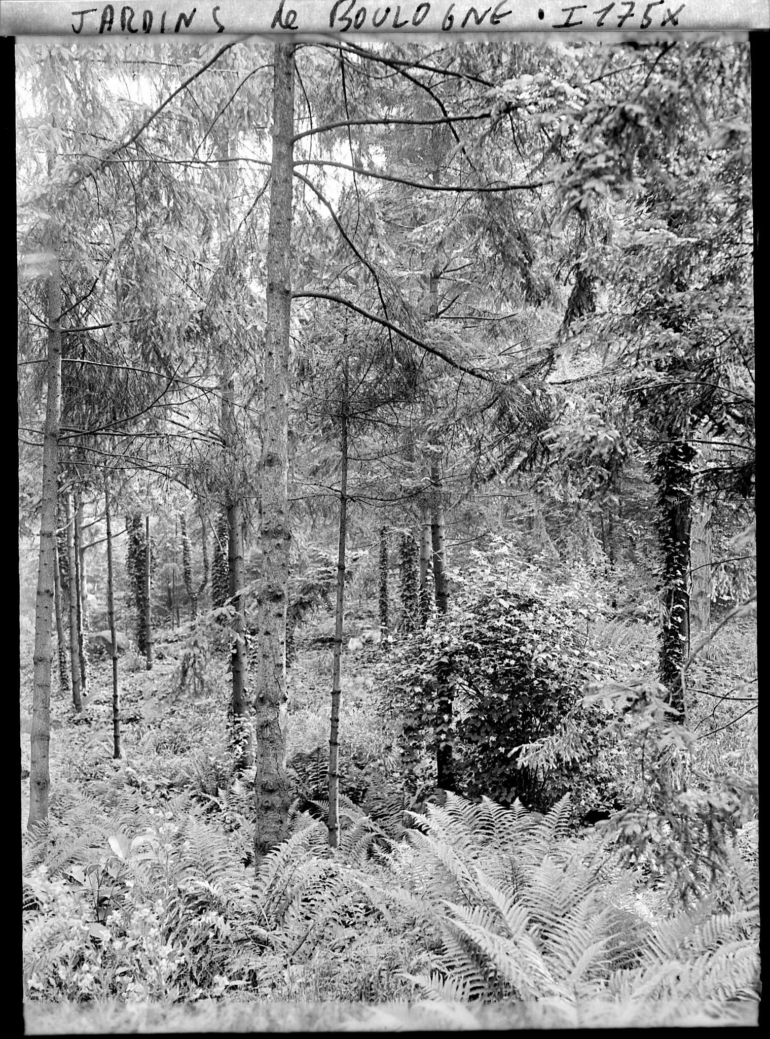 Image représentant La forêt vosgienne