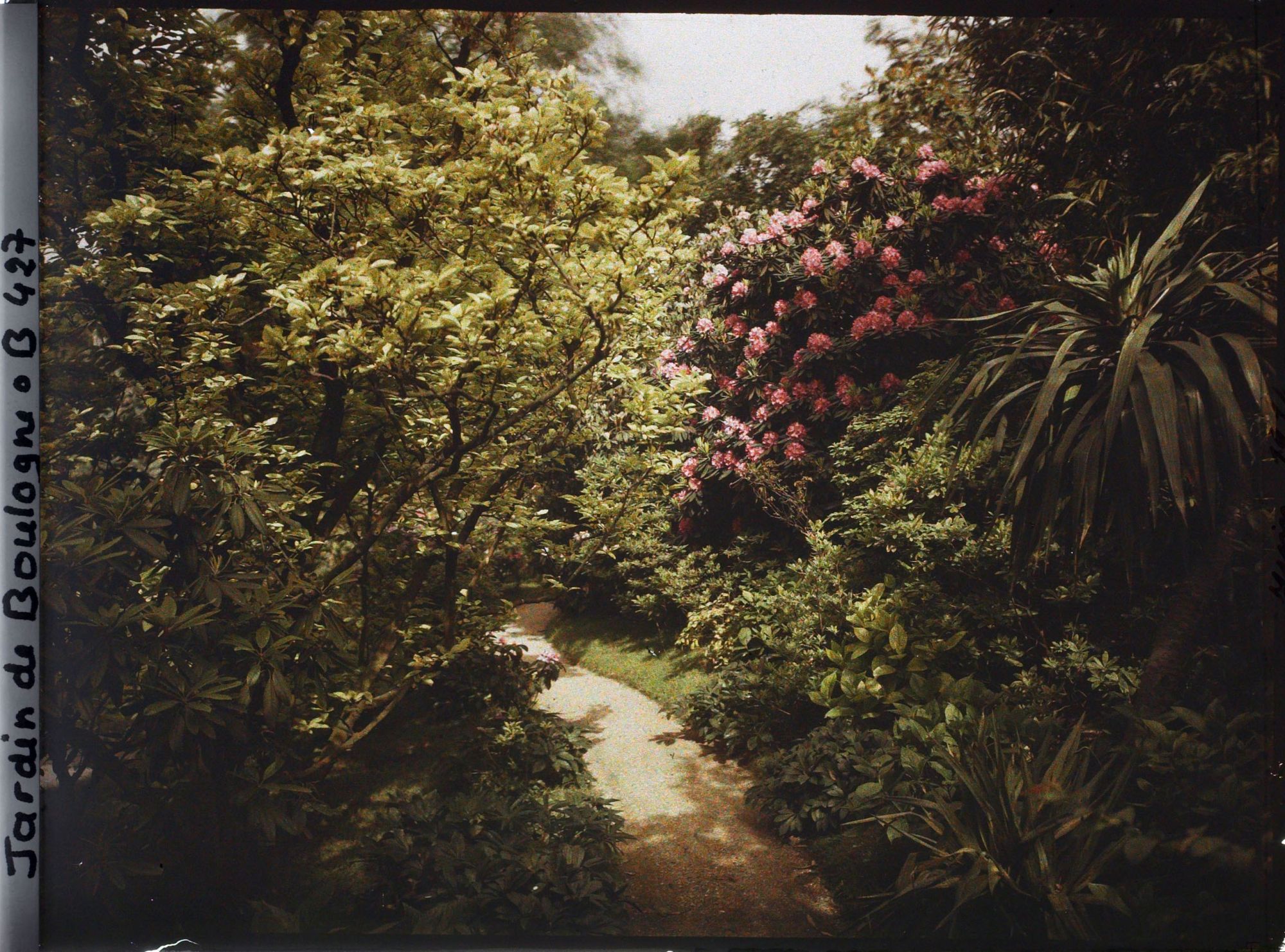Image représentant Massif de rhododendrons en fleurs bordant le nord du marais