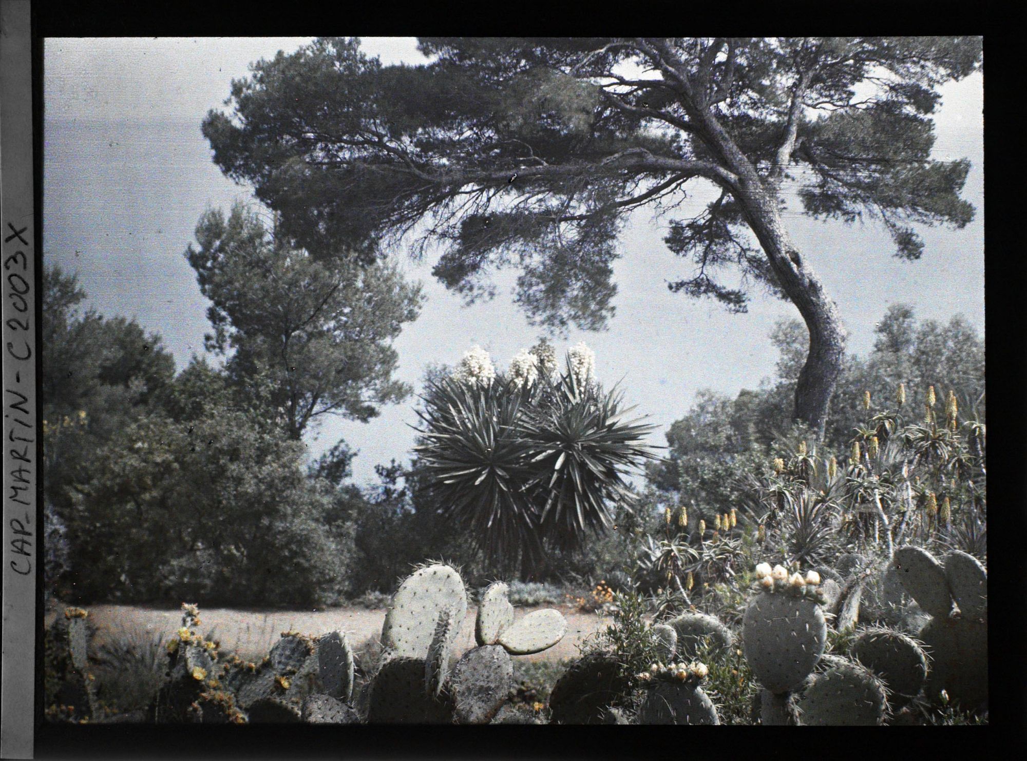 Image représentant Opuntias, aloès buissonnant et yuccas en fleurs, au bord d'une allée dominant la mer