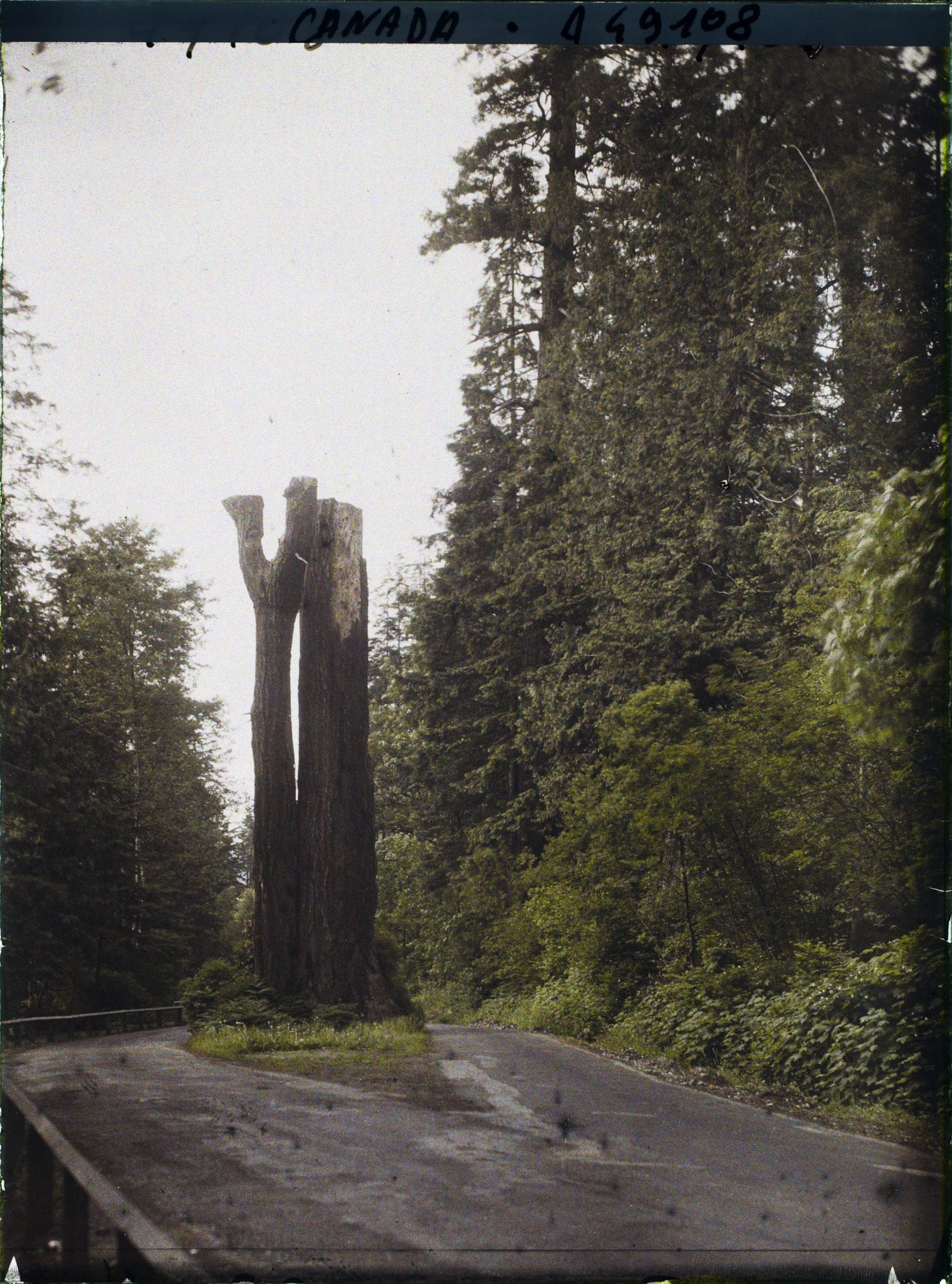 Image représentant Canada, Vancouver, Vieil arbre au milieu de la route
