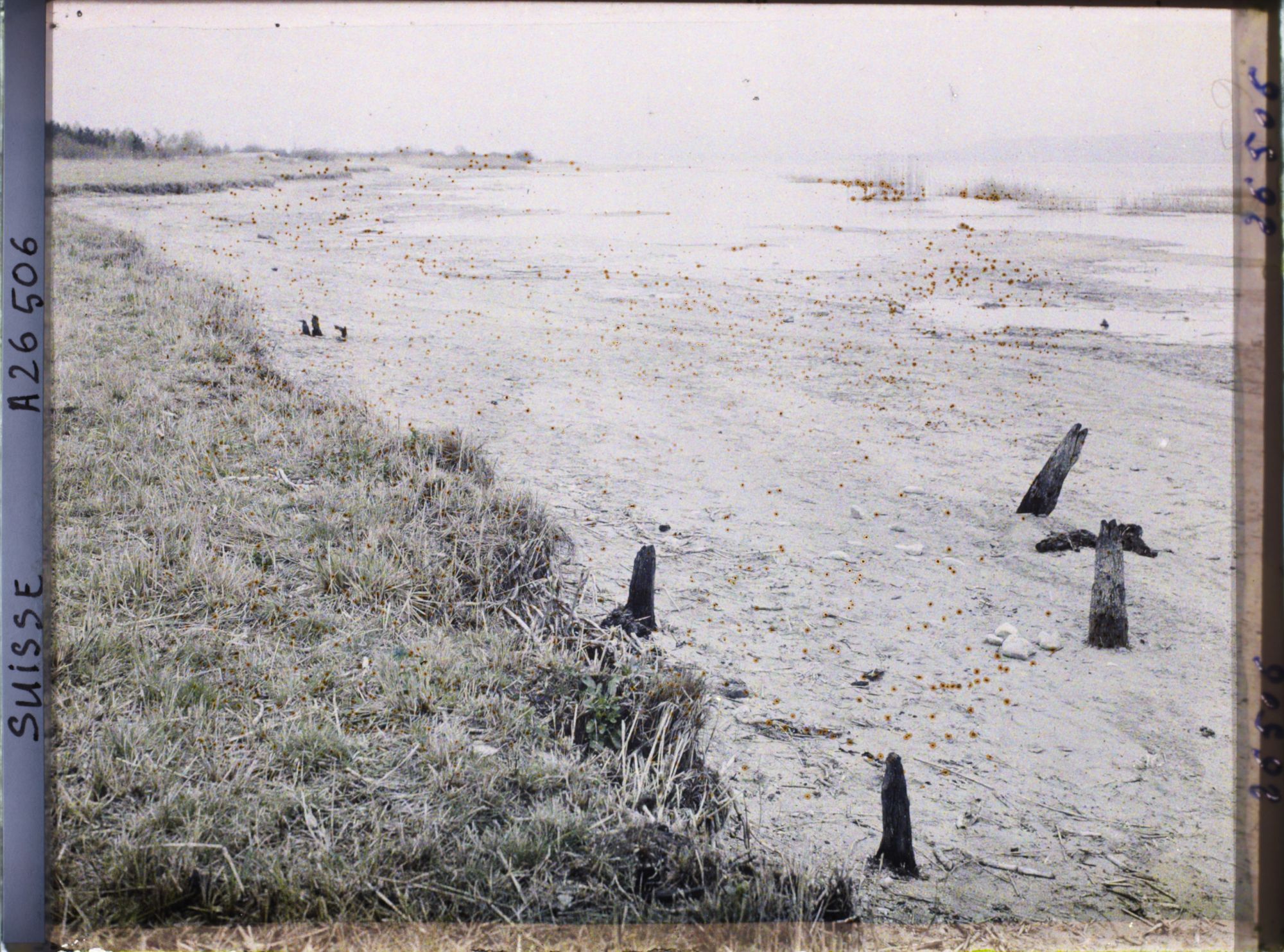 Image représentant Site palafittique préhistorique des Alpes, pieux en bois visibles lors de la baisse des eaux après la grande sécheresse de 1921