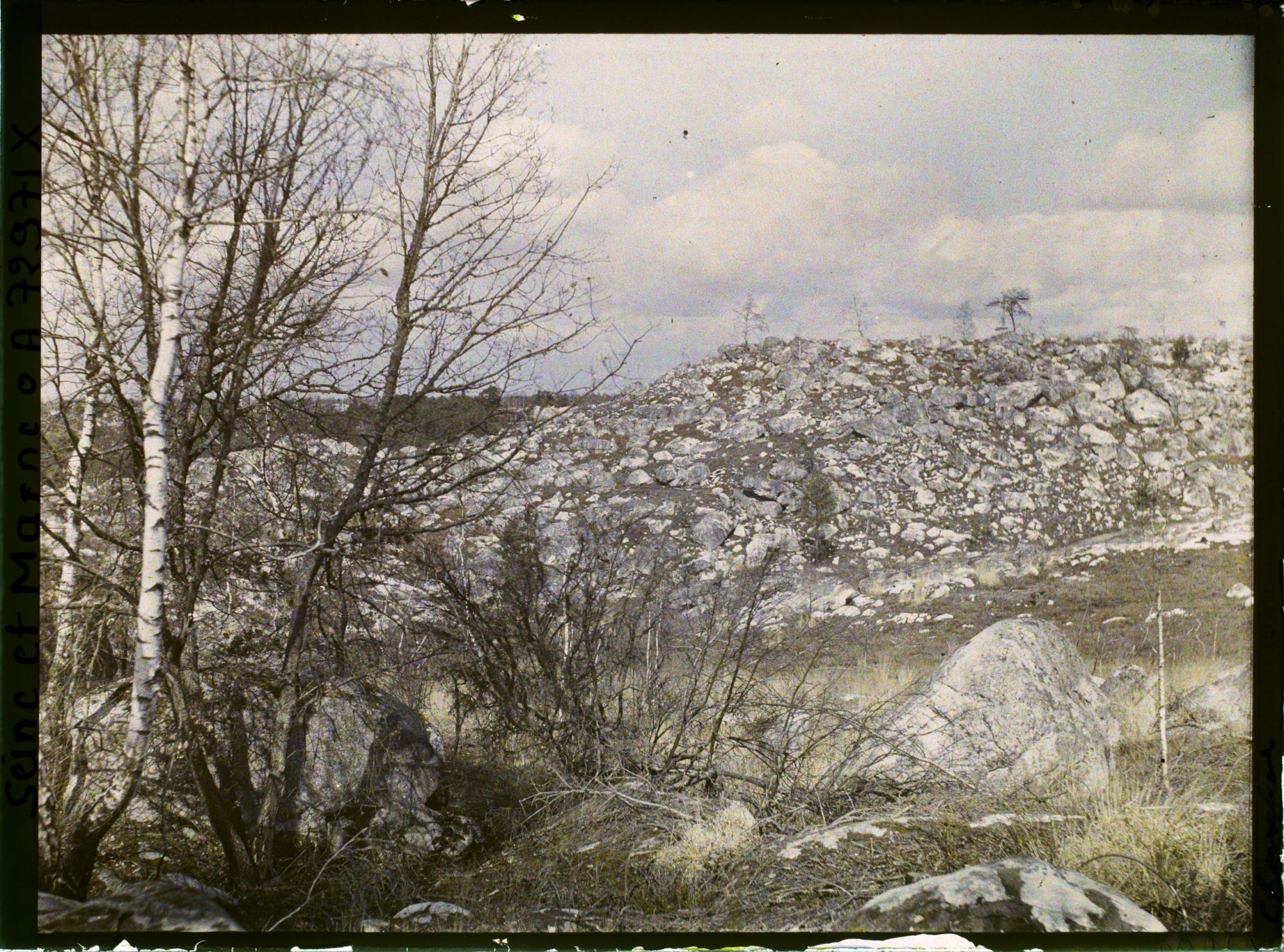 Image représentant Forêt