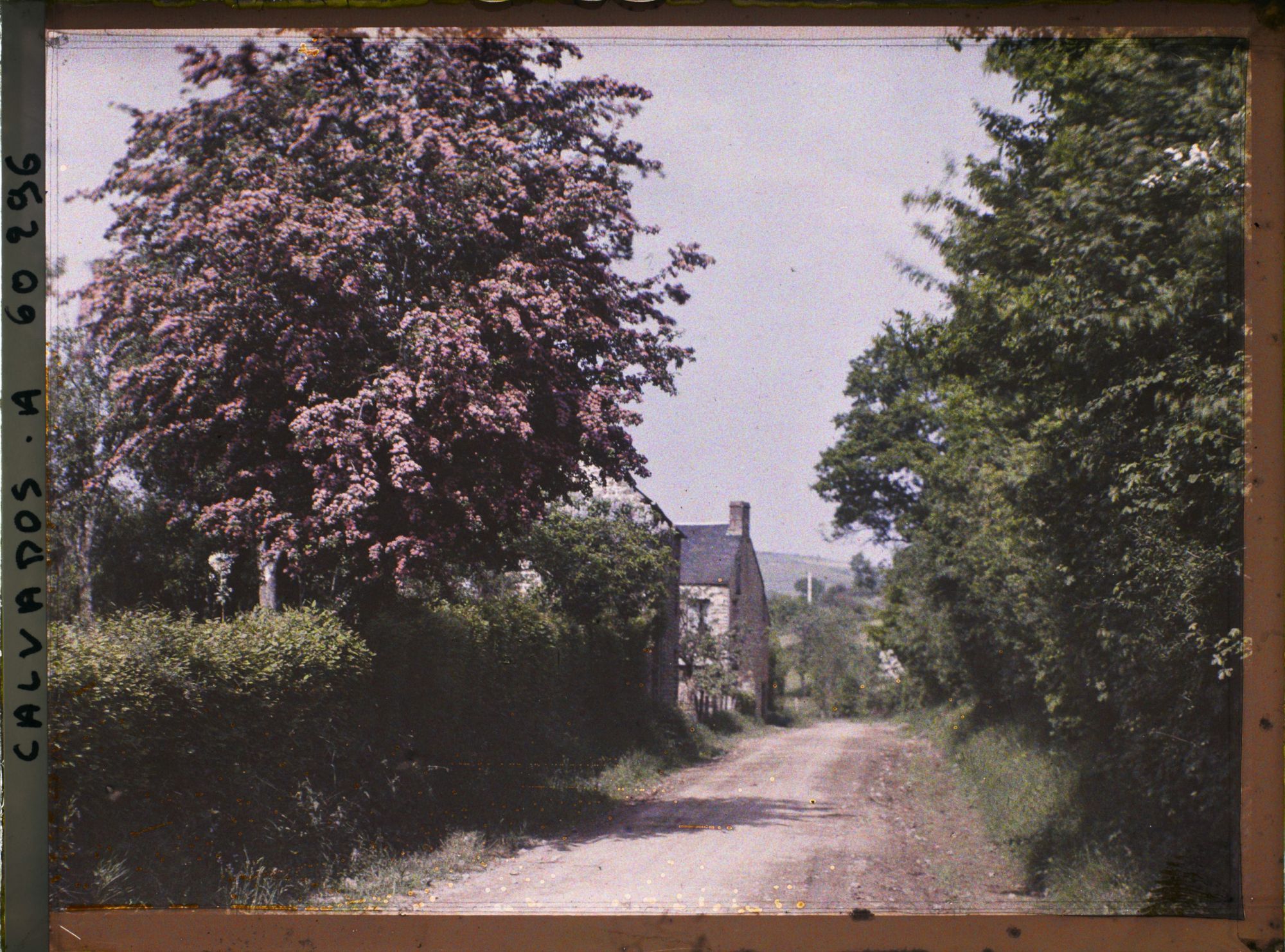 Image représentant Les aubépines