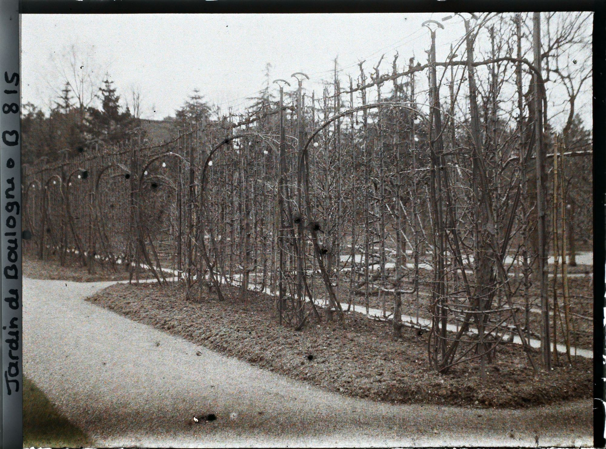 Image représentant Allée du jardin français jouxtant le verger-roseraie, en direction du " village japonais "