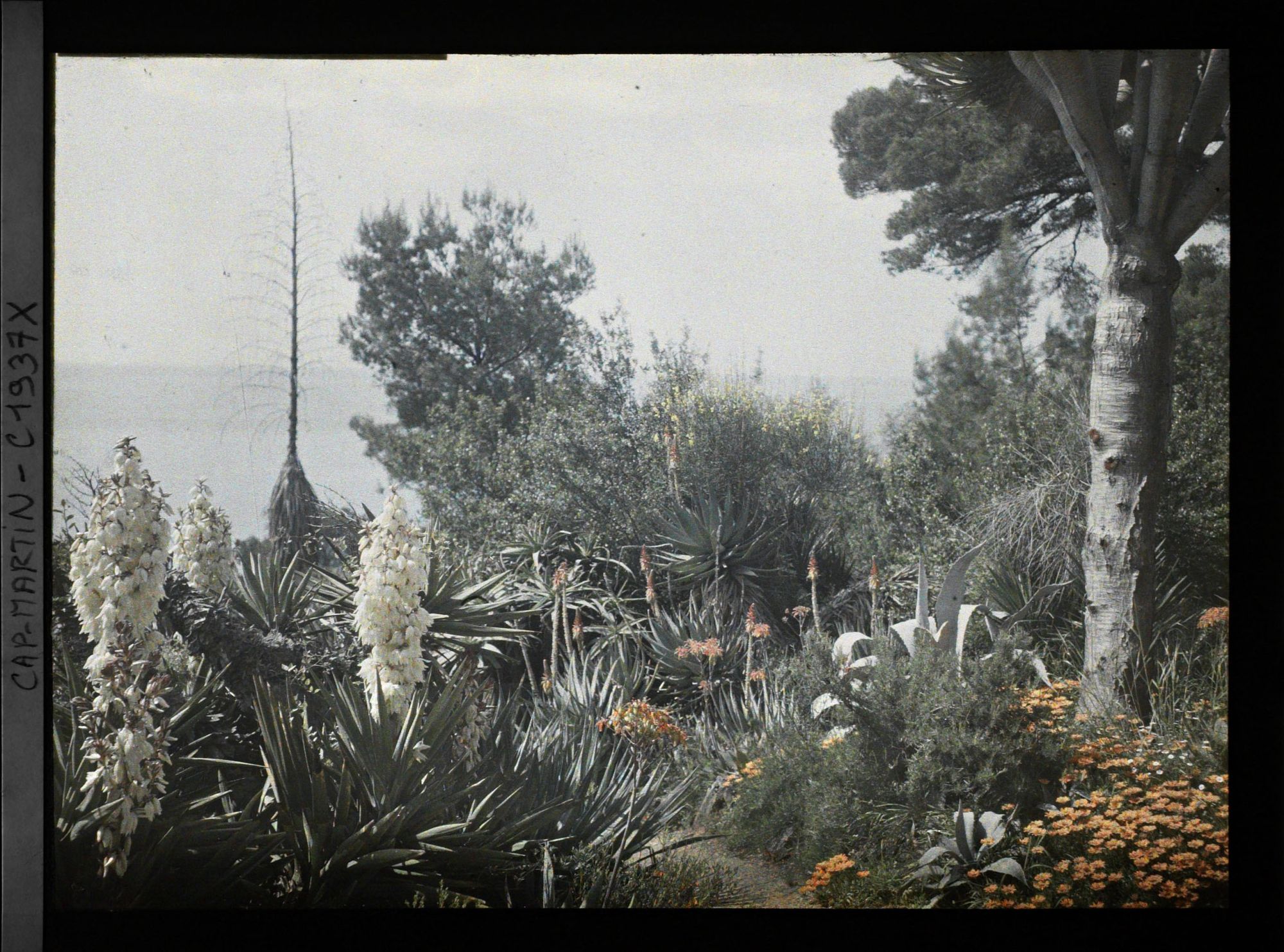 Image représentant Etroit sentier descendant vers la mer, bordé de plantes exotiques et de tapis de fleurs, vue prise à 17 h